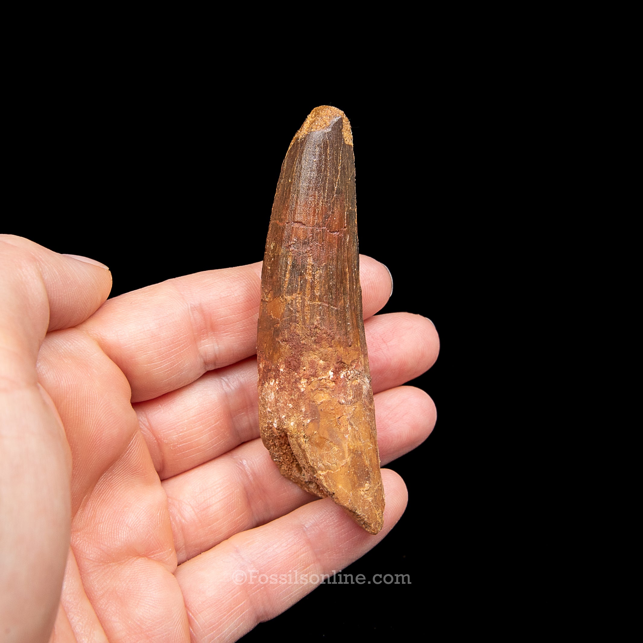 Spinosaurus Dinosaur Tooth Lg Case