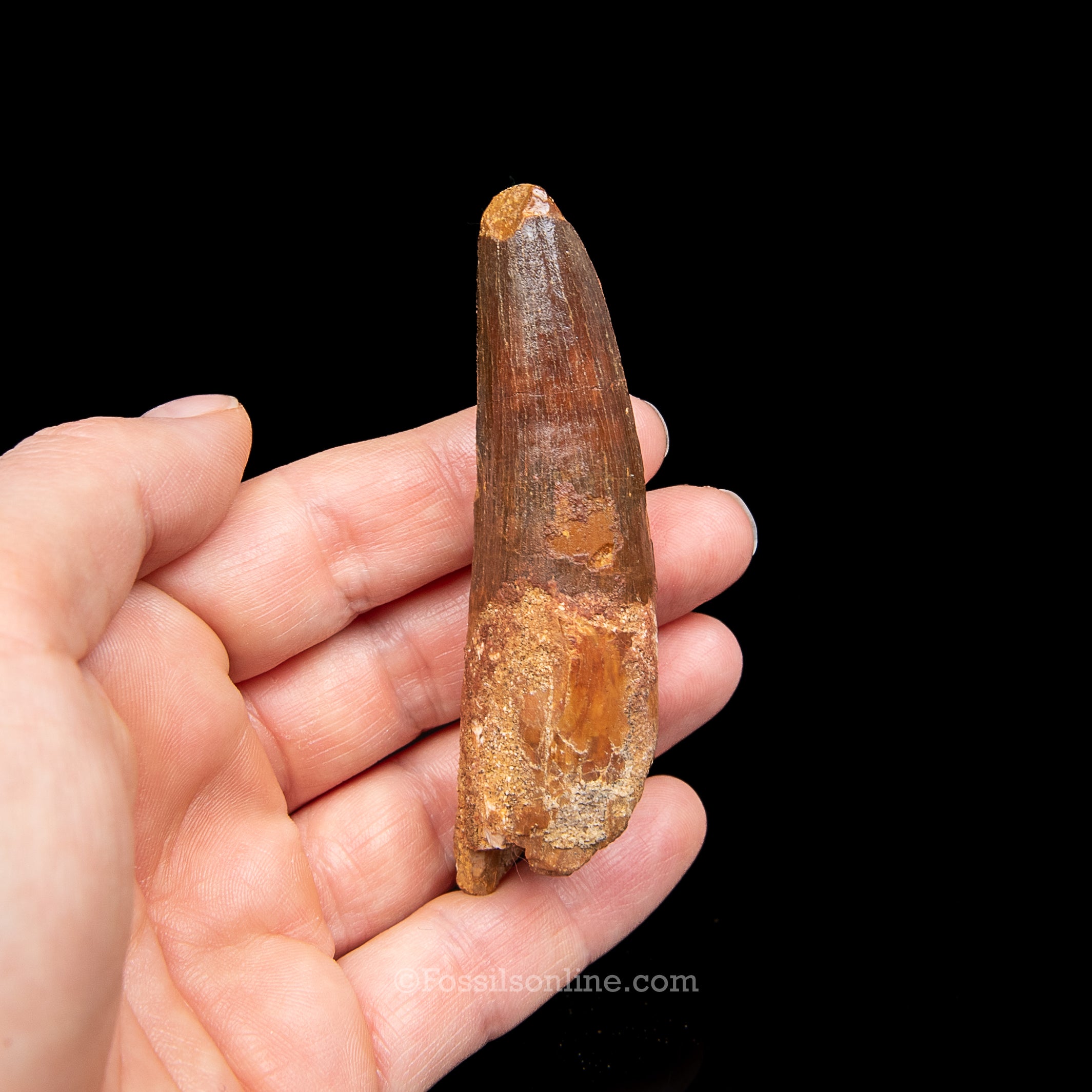 Spinosaurus Dinosaur Tooth Lg Case