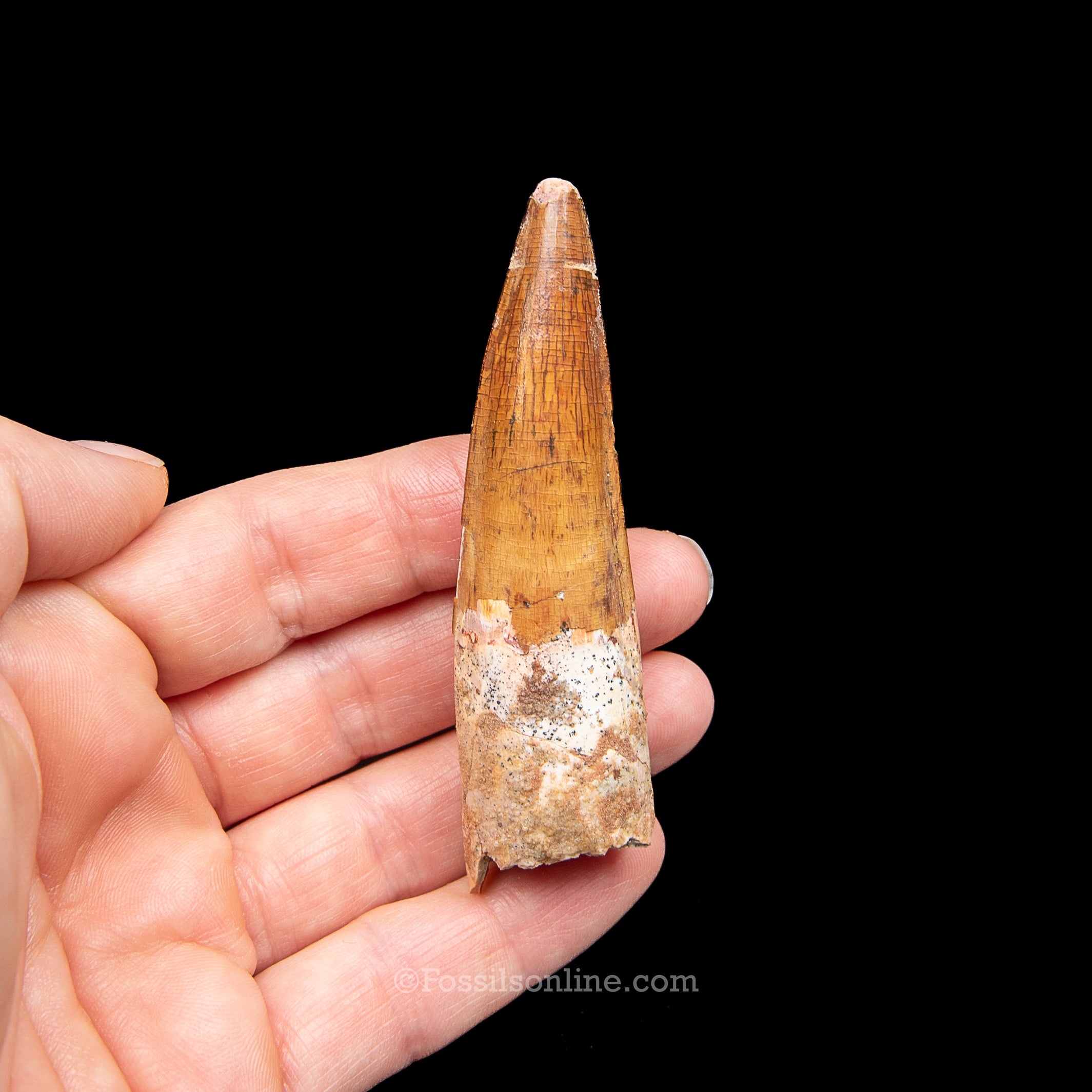 Spinosaurus Dinosaur Tooth Lg Case