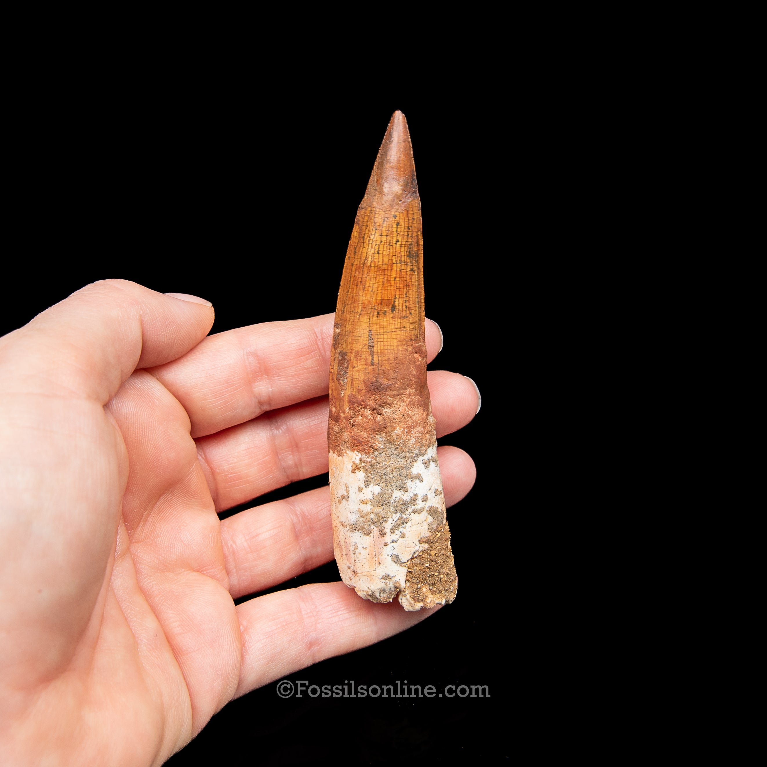 Spinosaurus Dinosaur Tooth in Lg Case