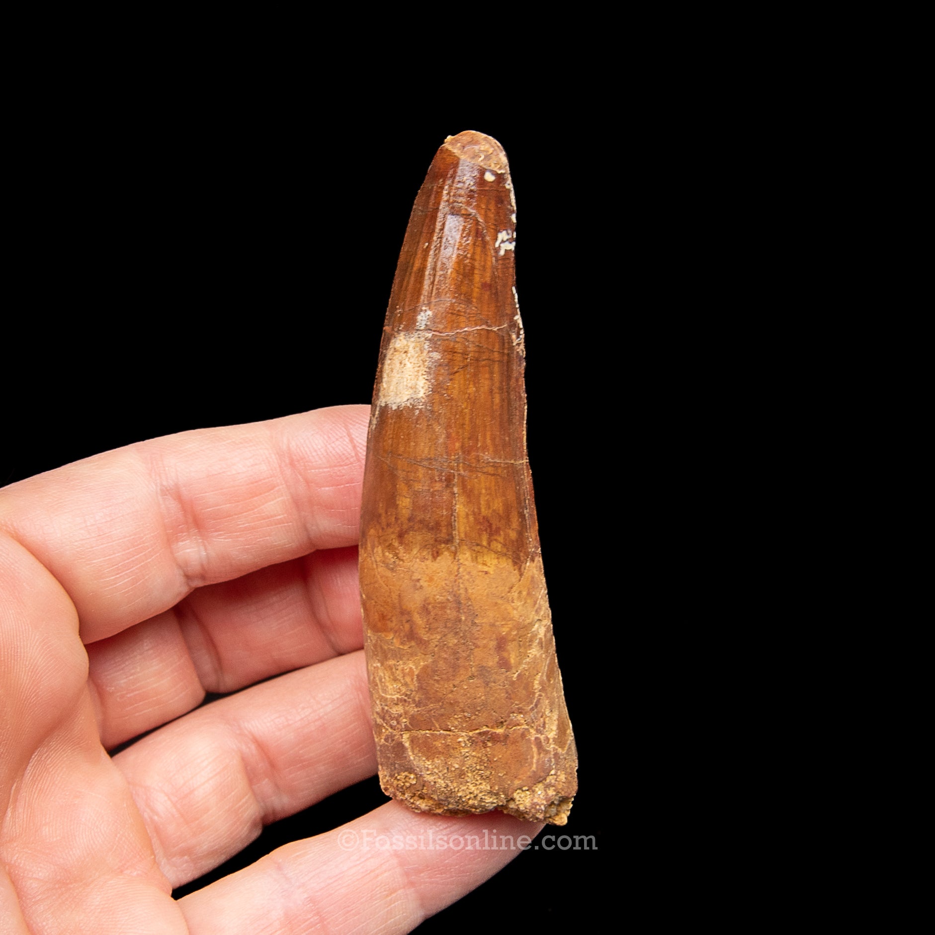 Spinosaurus Dinosaur Tooth Lg Case
