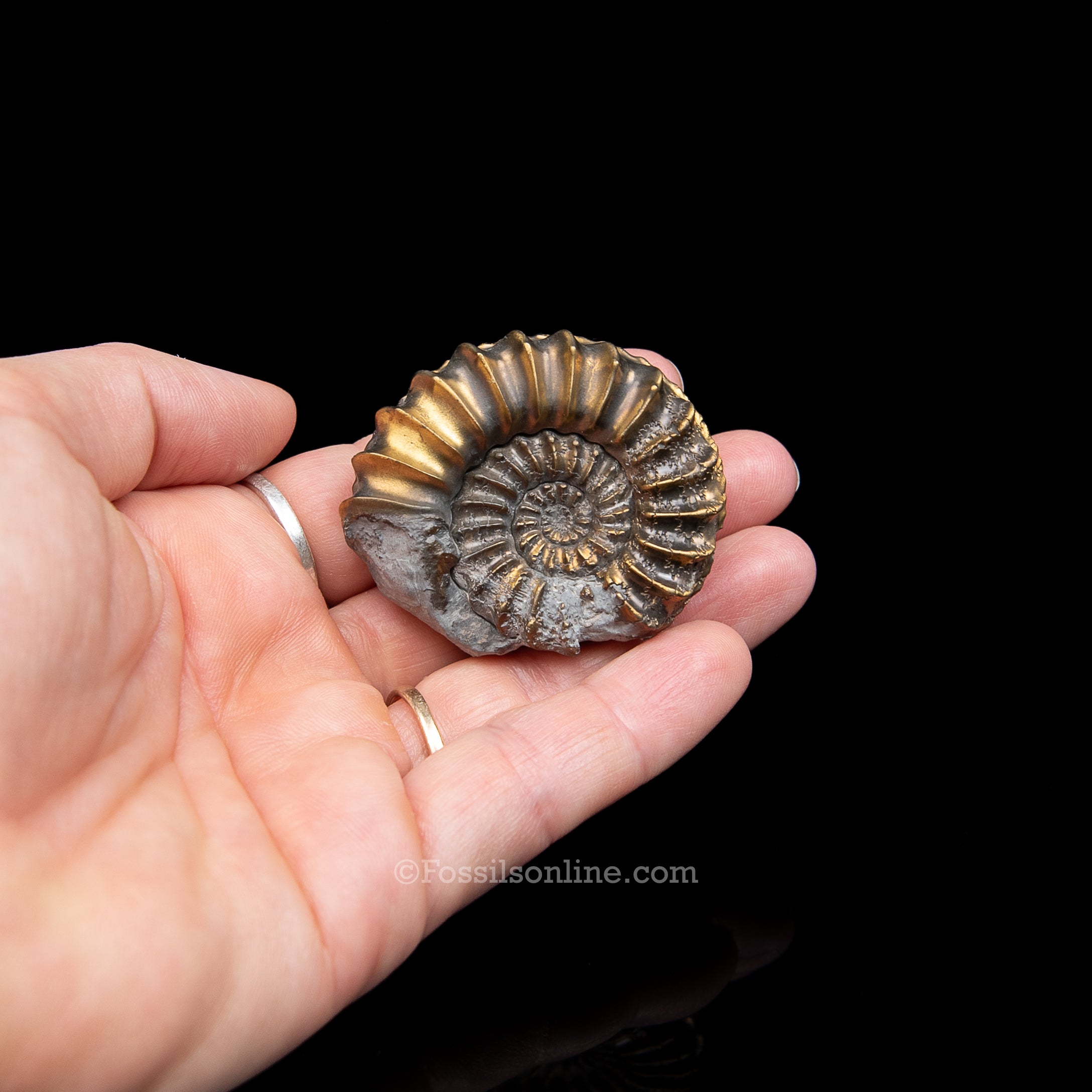 Fossil Pyritized Ammonite  Pleuroceras Jurassic Germany