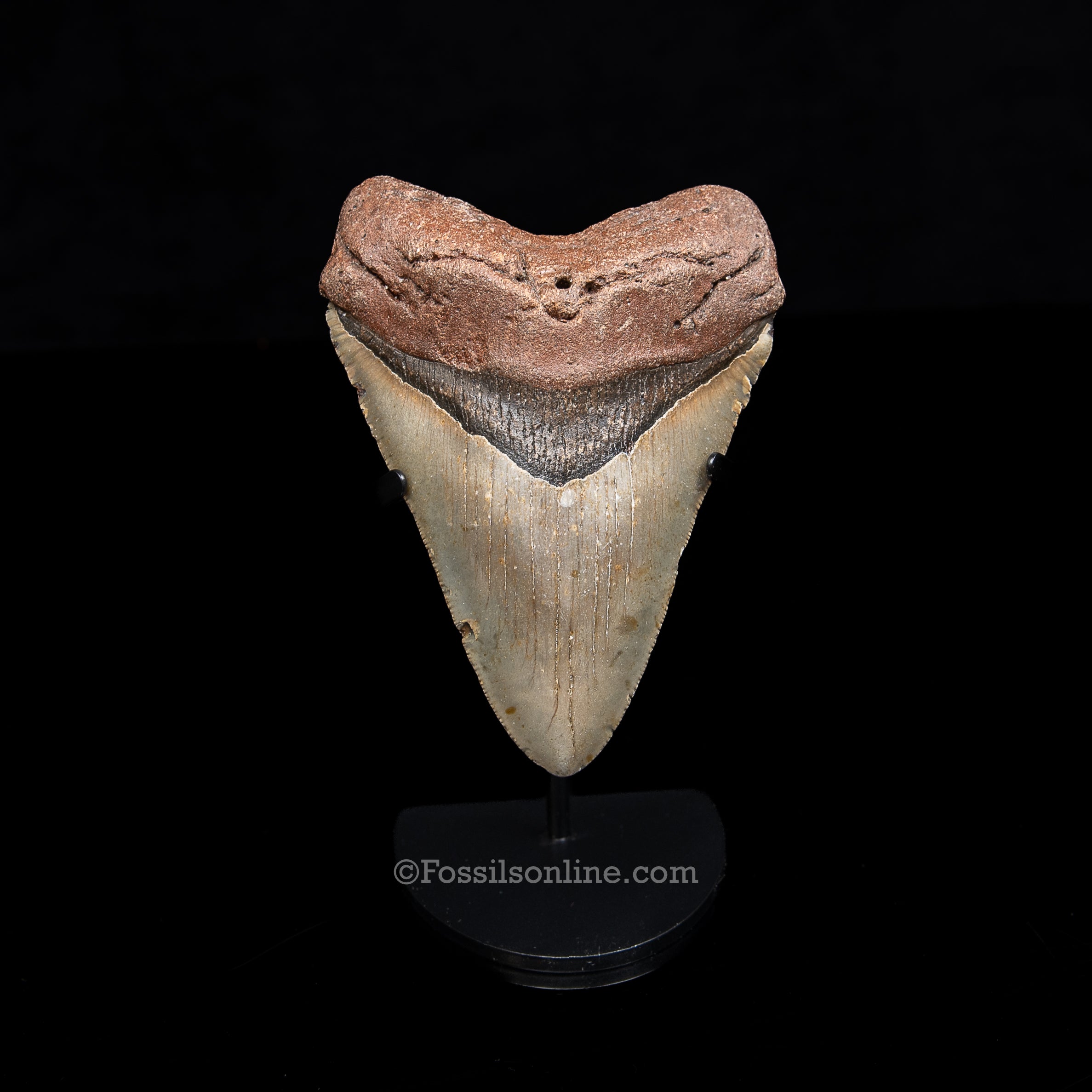 Genuine Prehistoric Fossil Tooth — Meg 4.73", North Carolina