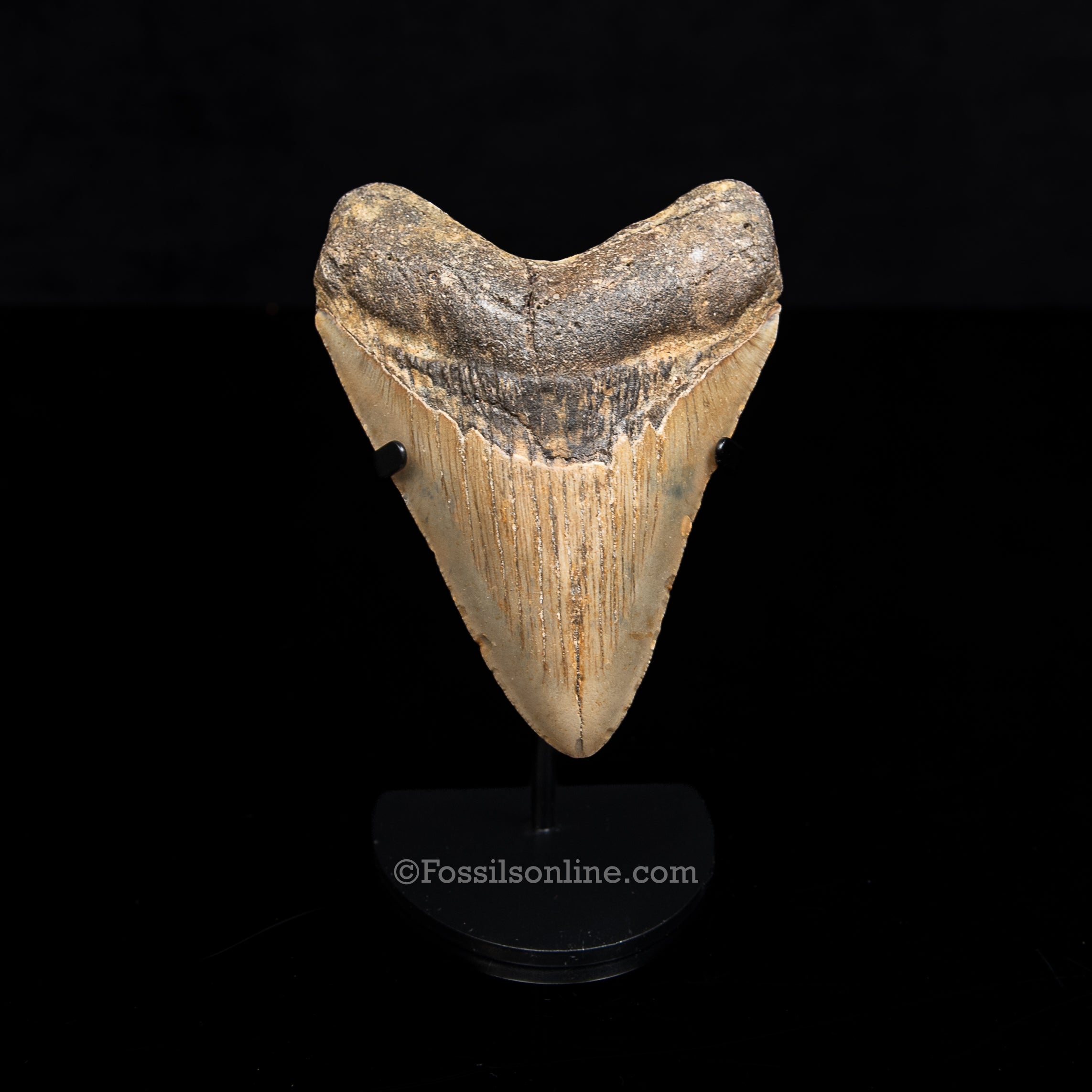 Genuine Prehistoric Fossil Tooth — Meg 4.54", North Carolina