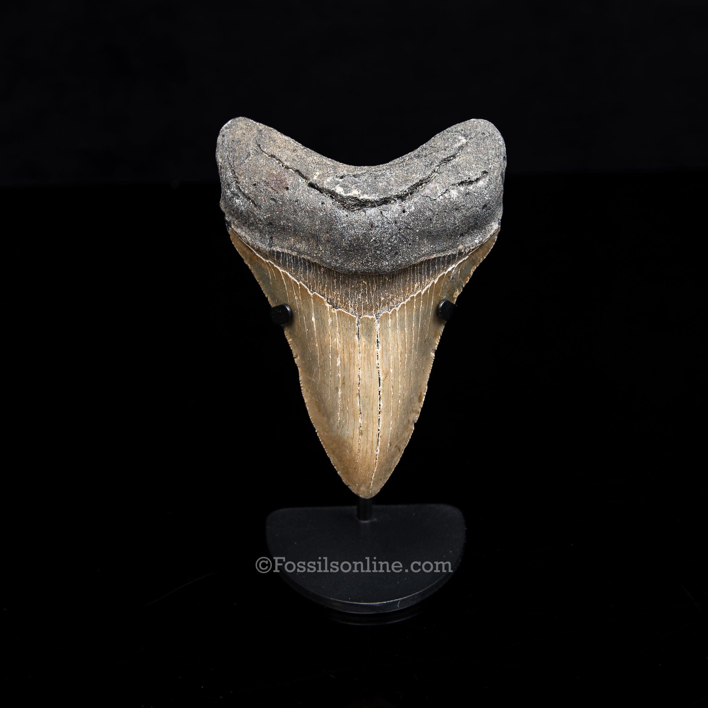 Genuine Prehistoric Fossil Tooth — Meg 4.50", North Carolina