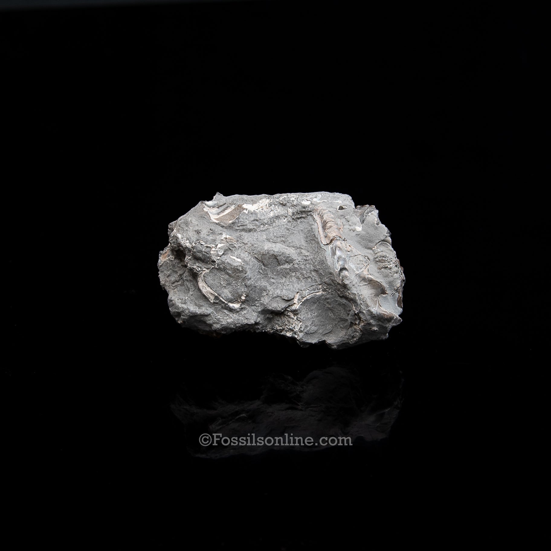 Fossil Pyritized Ammonite  Pleuroceras Cluster Jurassic Germany