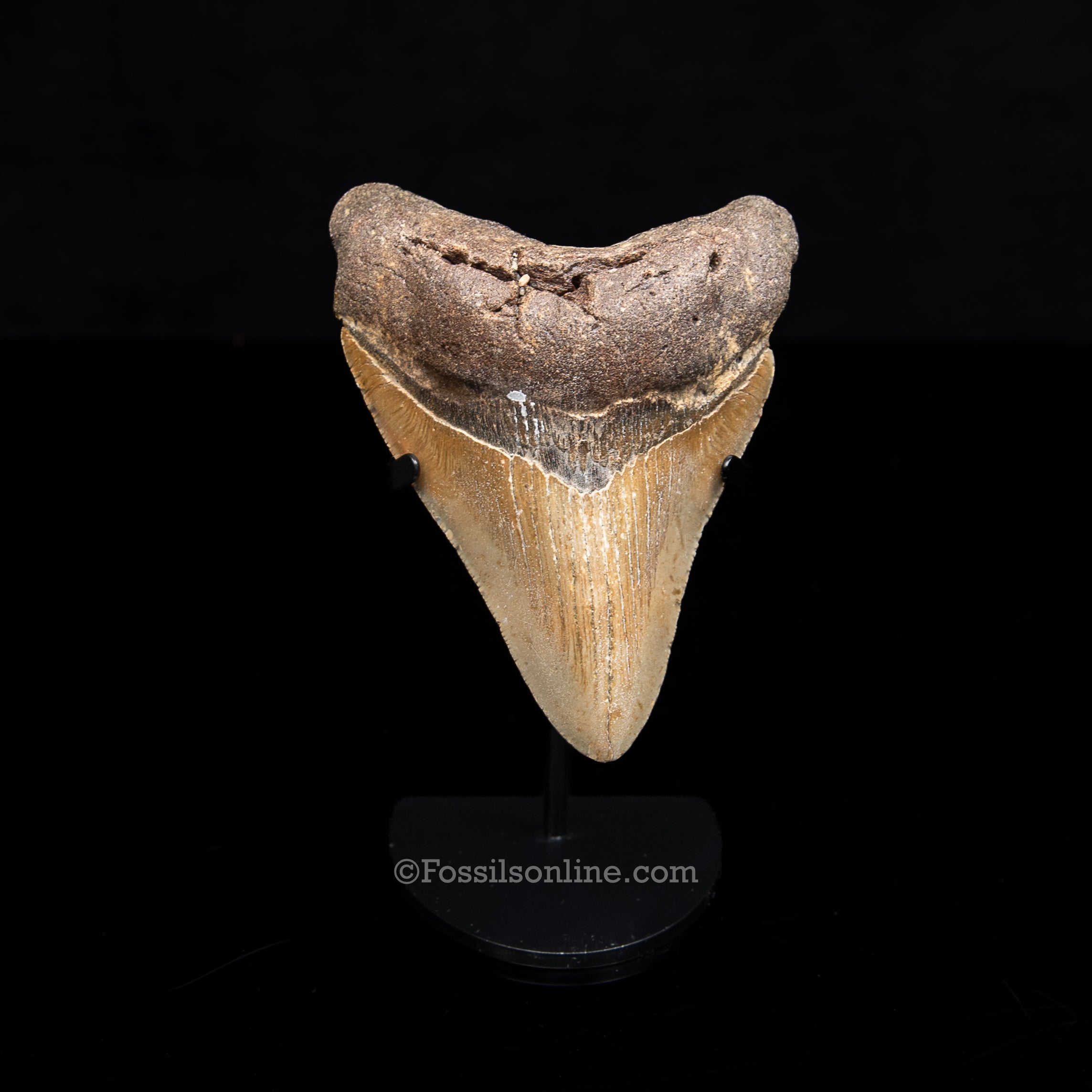 Genuine Prehistoric Fossil Tooth — Meg 4.75", North Carolina