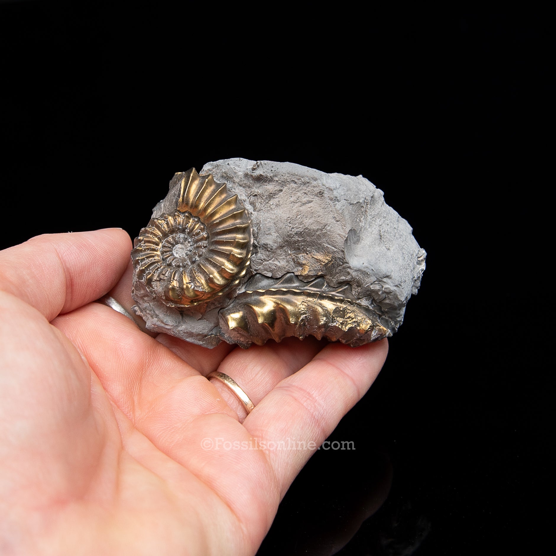Fossil Pyritized Ammonite  Pleuroceras Cluster Jurassic Germany