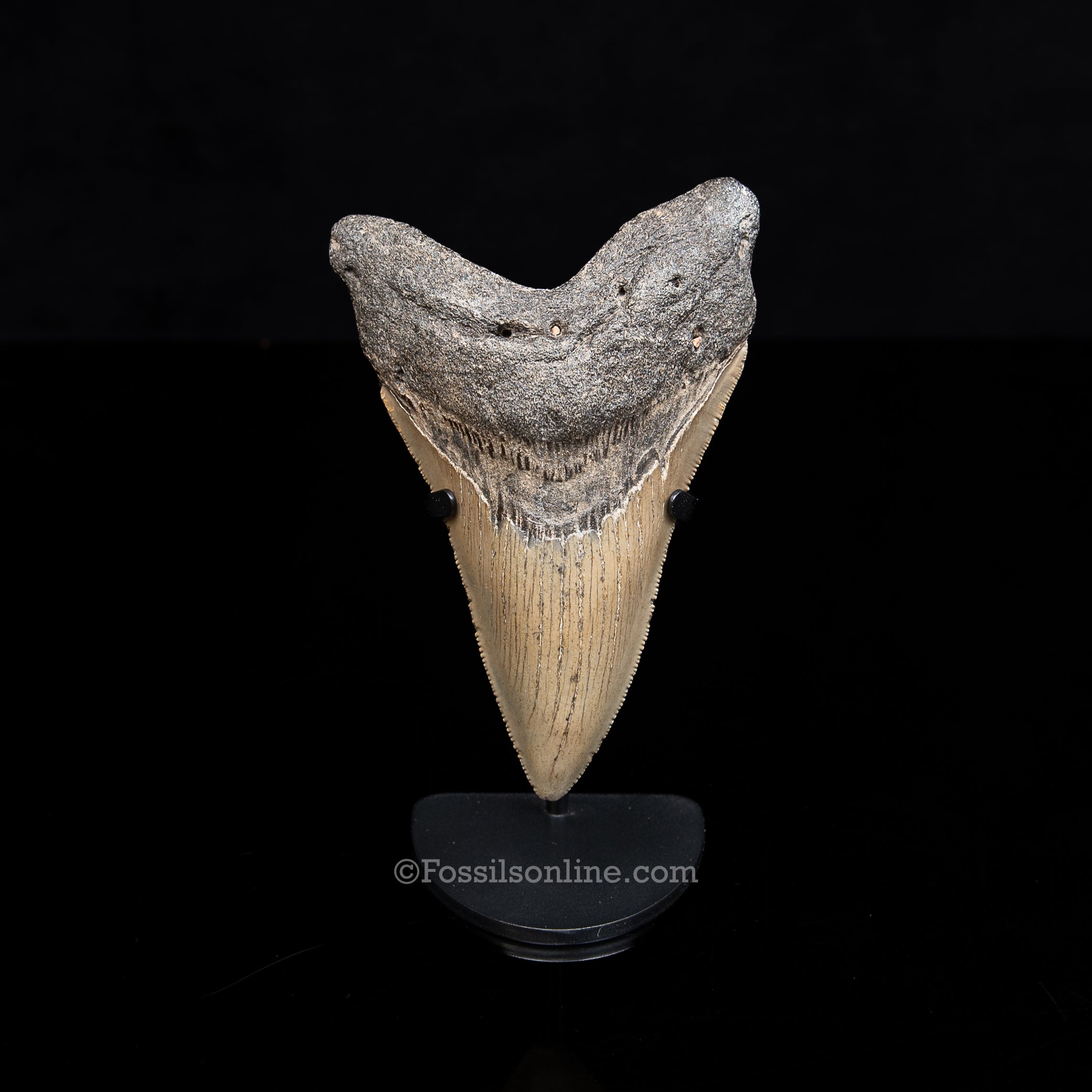 Genuine Prehistoric Fossil Tooth — Meg 4.95", North Carolina