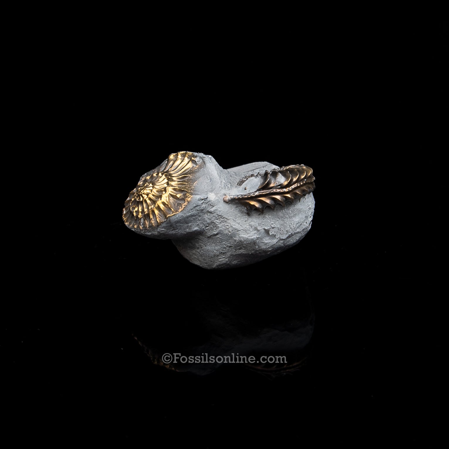 Fossil Pyritized Ammonite  Pleuroceras Cluster Jurassic Germany