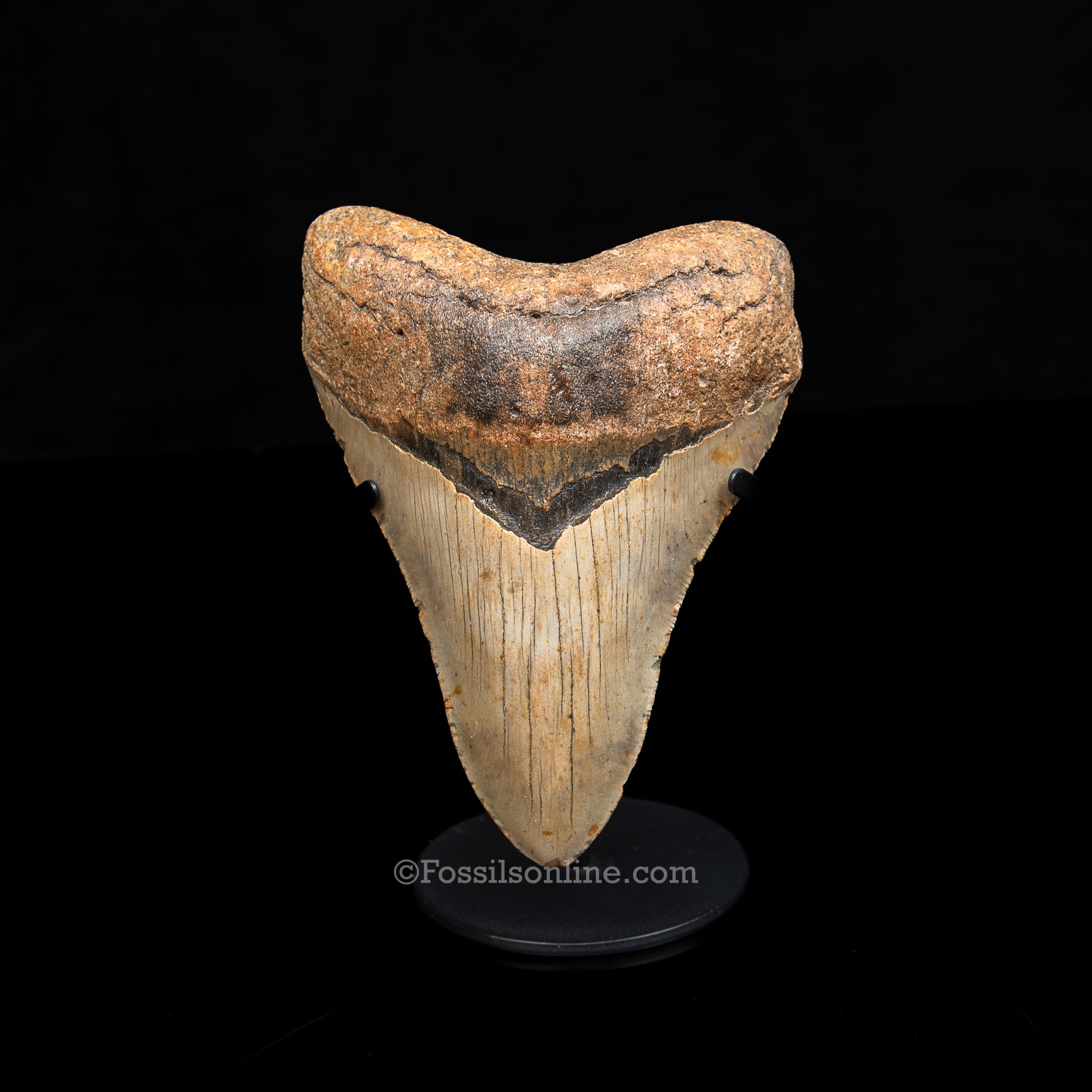 Genuine Prehistoric Fossil Tooth — Meg 5.61", North Carolina