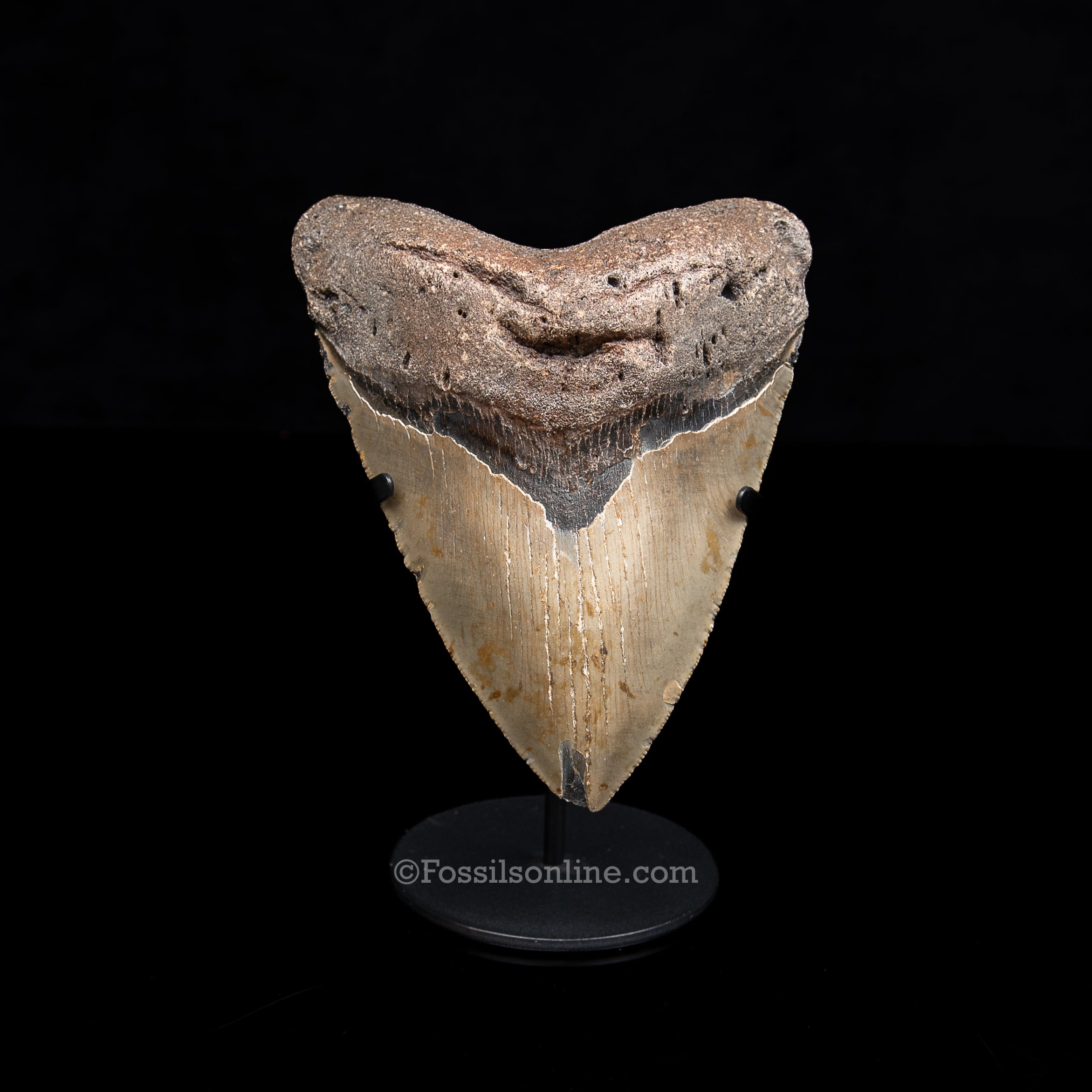 Genuine Prehistoric Fossil Tooth — Meg 5.62", North Carolina