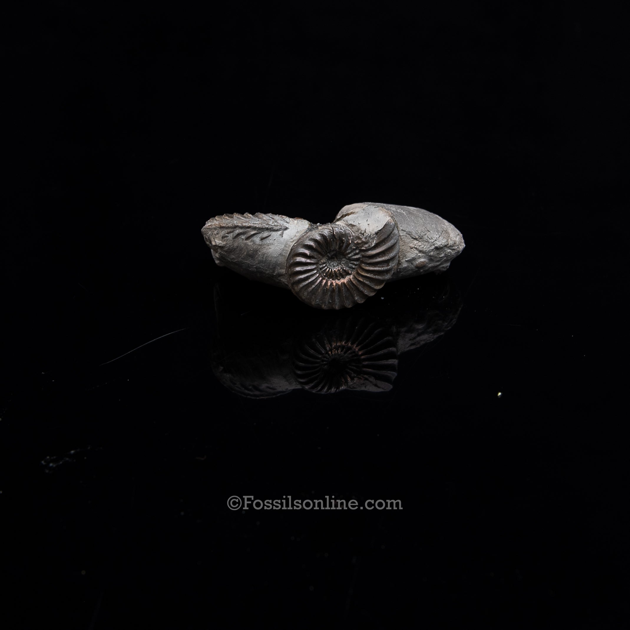 Fossil Pyritized Ammonite  Pleuroceras Cluster Jurassic Germany