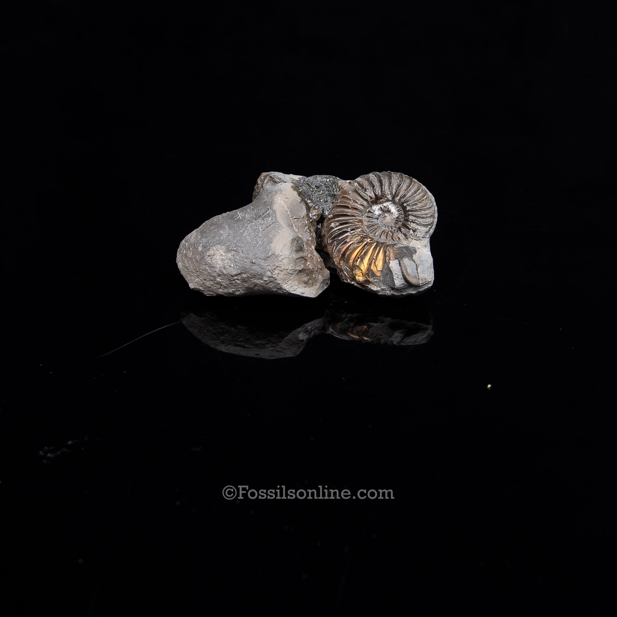 Fossil Pyritized Ammonite  Pleuroceras Cluster Jurassic Germany