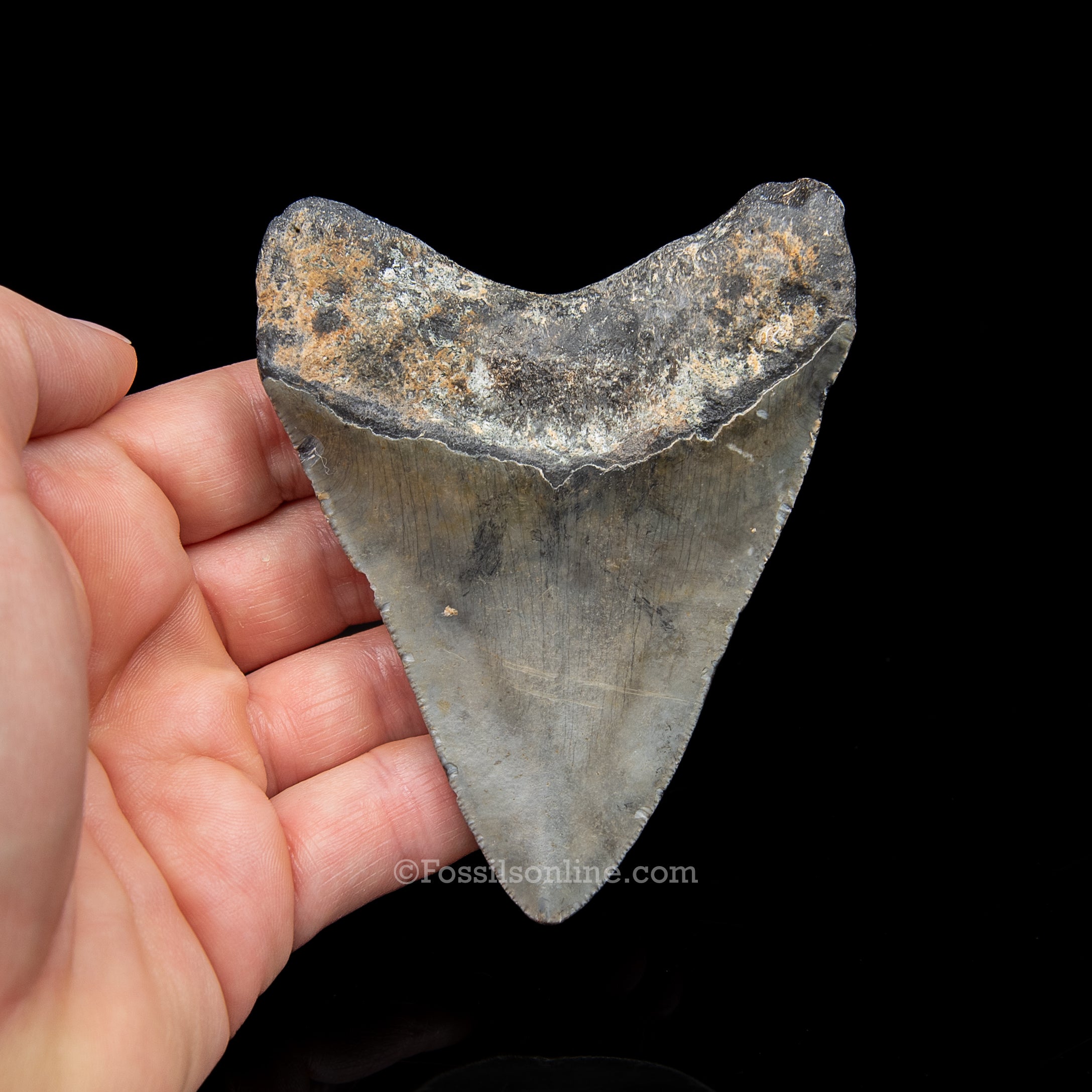 Genuine Prehistoric Fossil Tooth — Meg 3.72", North Carolina