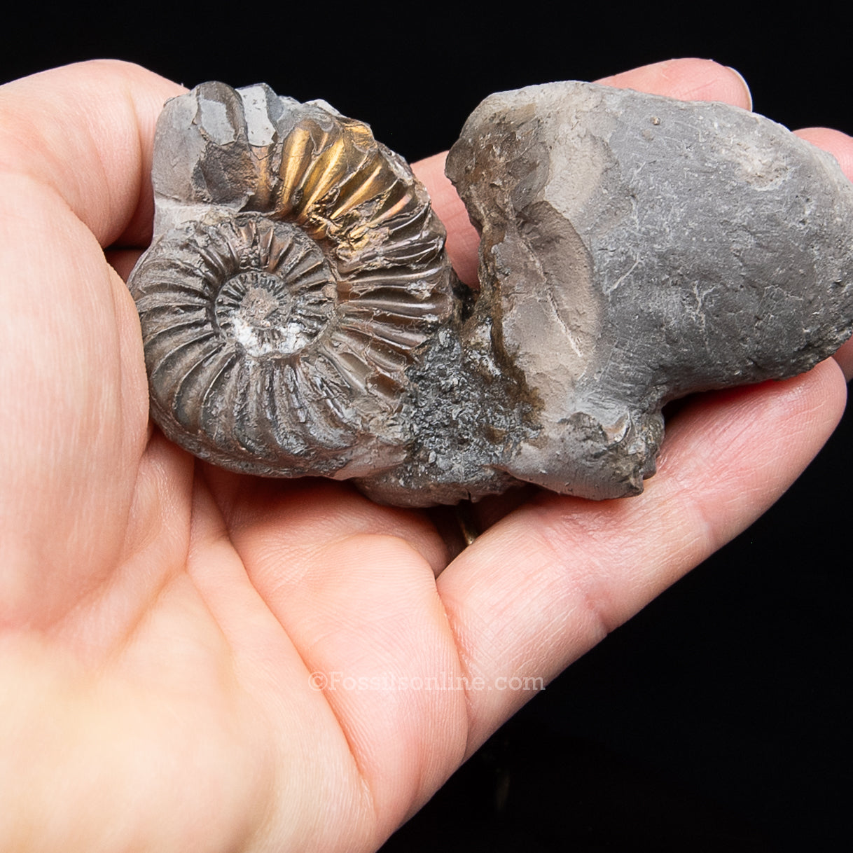 Fossil Pyritized Ammonite  Pleuroceras Cluster Jurassic Germany