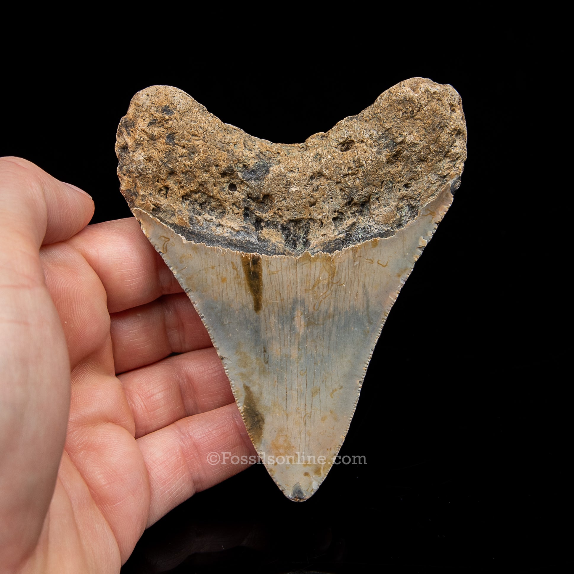 Genuine Prehistoric Fossil Tooth — Meg 3.86", North Carolina