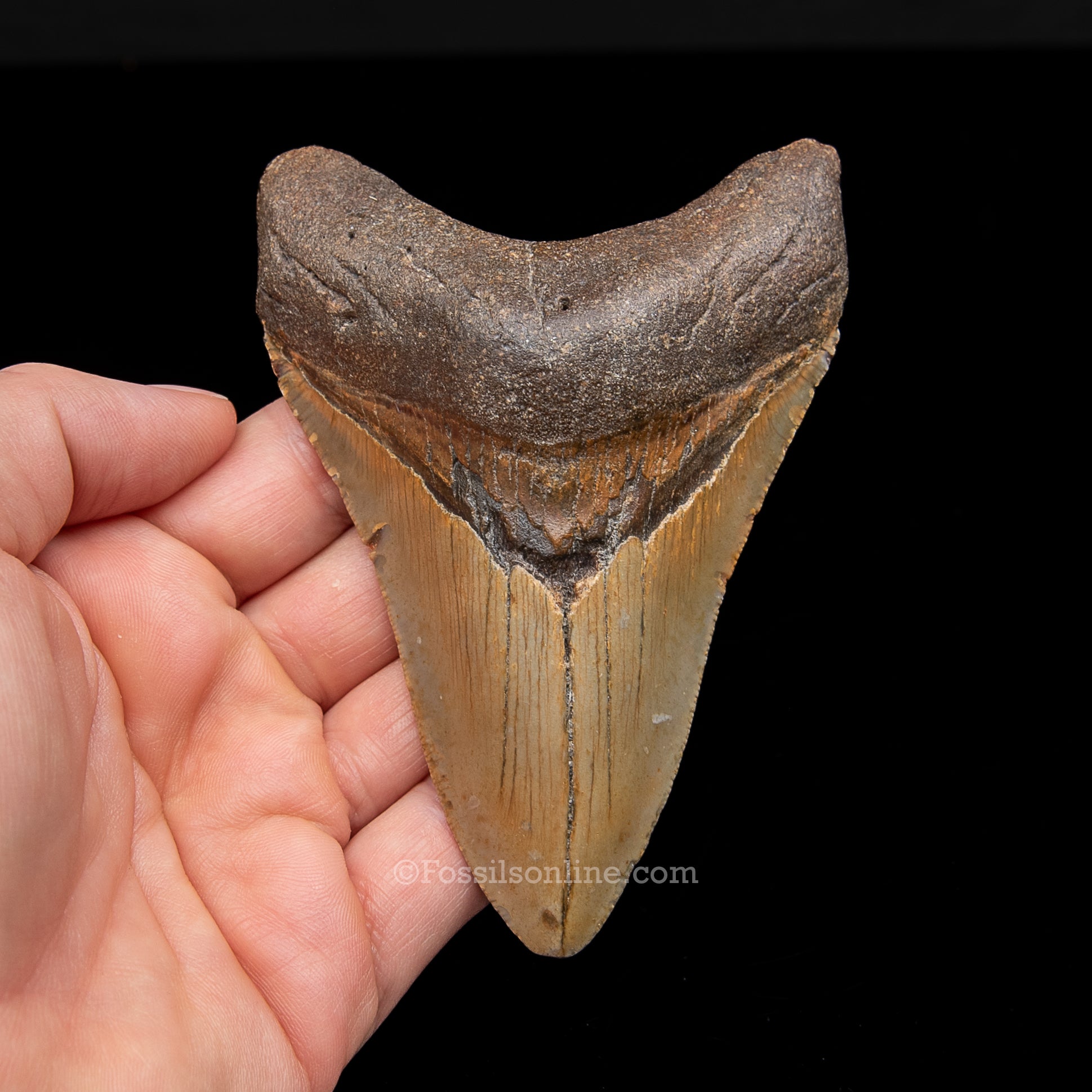 Genuine Prehistoric Fossil Tooth — Meg 4.23", North Carolina