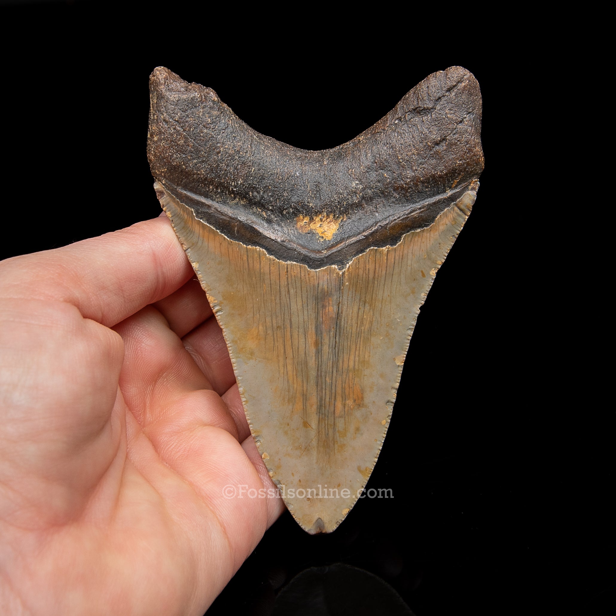 Genuine Prehistoric Fossil Tooth — Meg 4.23", North Carolina