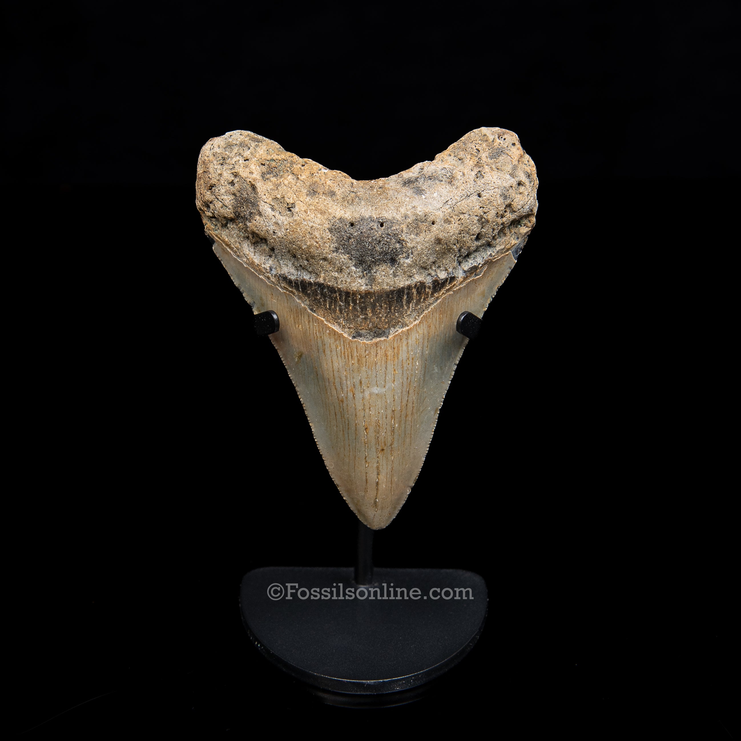 Genuine Prehistoric Fossil Tooth — Meg 3.86", North Carolina