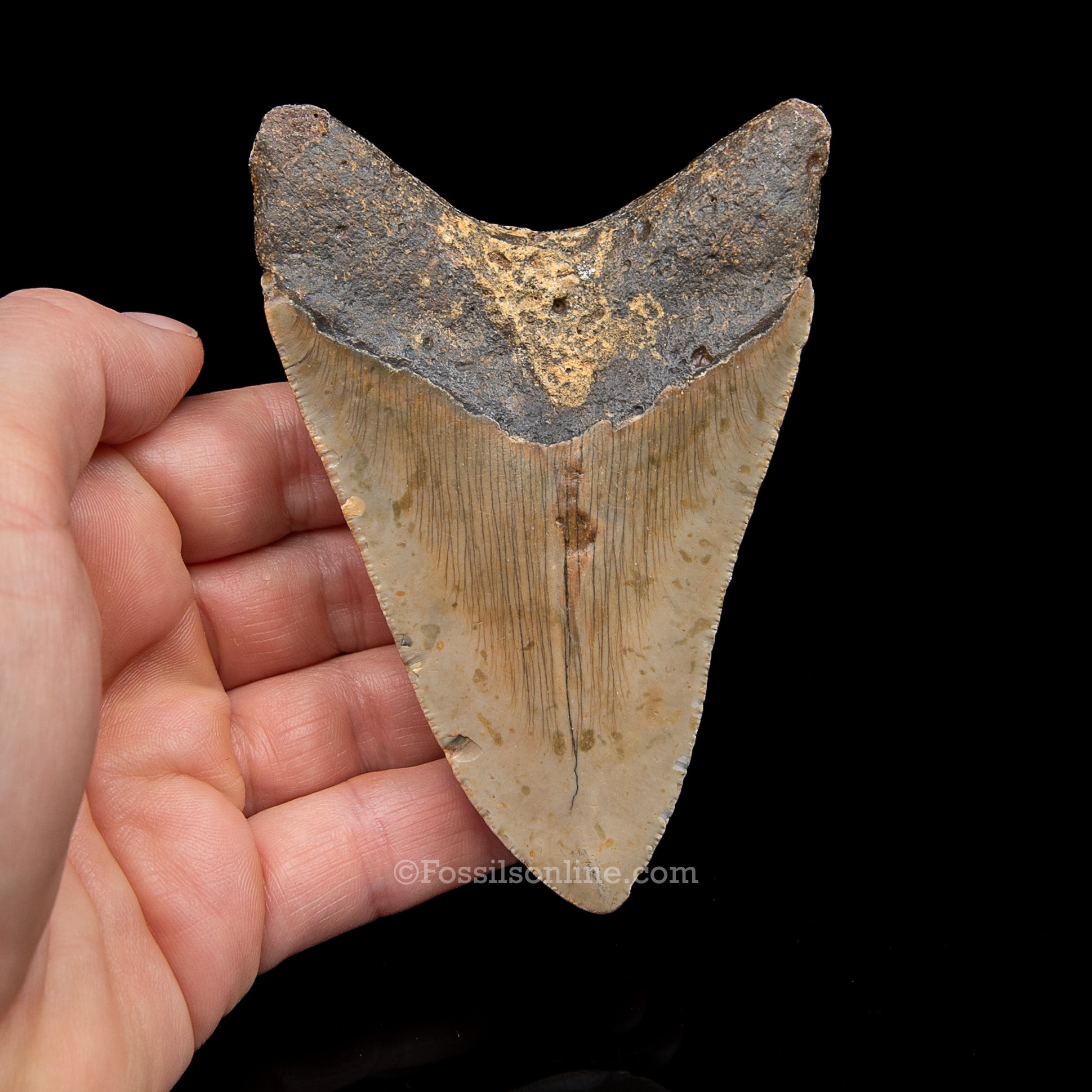 Genuine Prehistoric Fossil Tooth — Meg 4.02", North Carolina