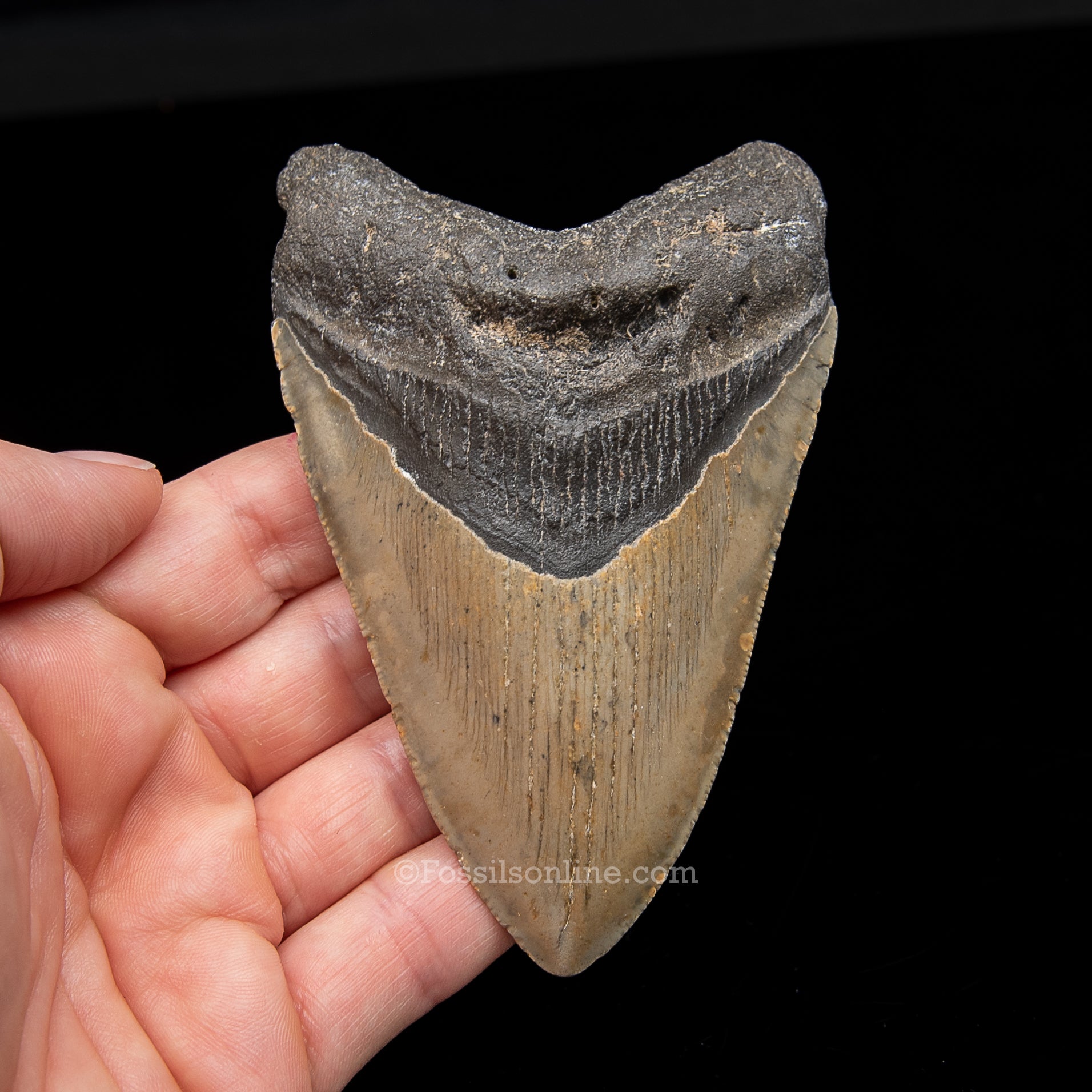 Genuine Prehistoric Fossil Tooth — Meg 4.15", North Carolina