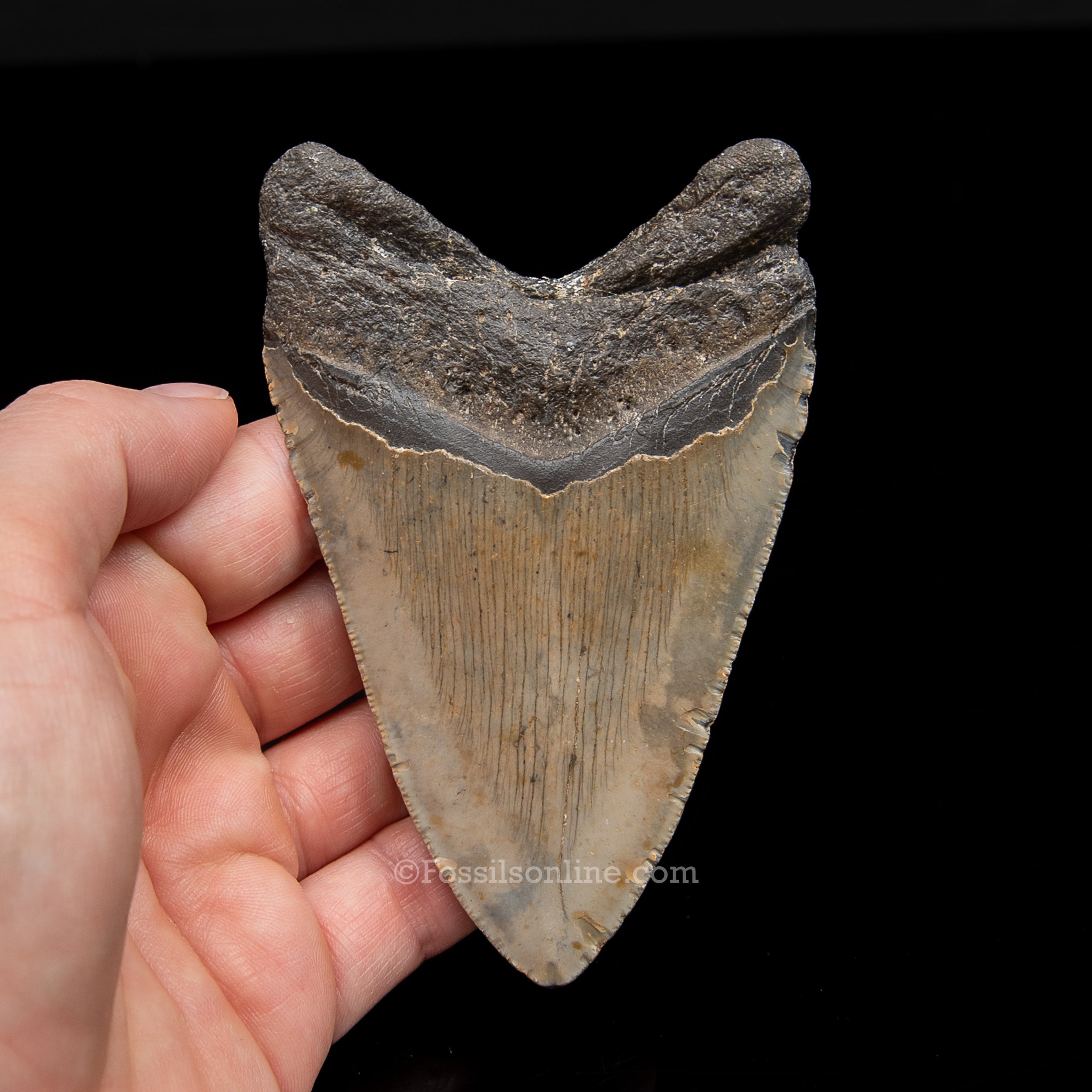 Genuine Prehistoric Fossil Tooth — Meg 4.15", North Carolina