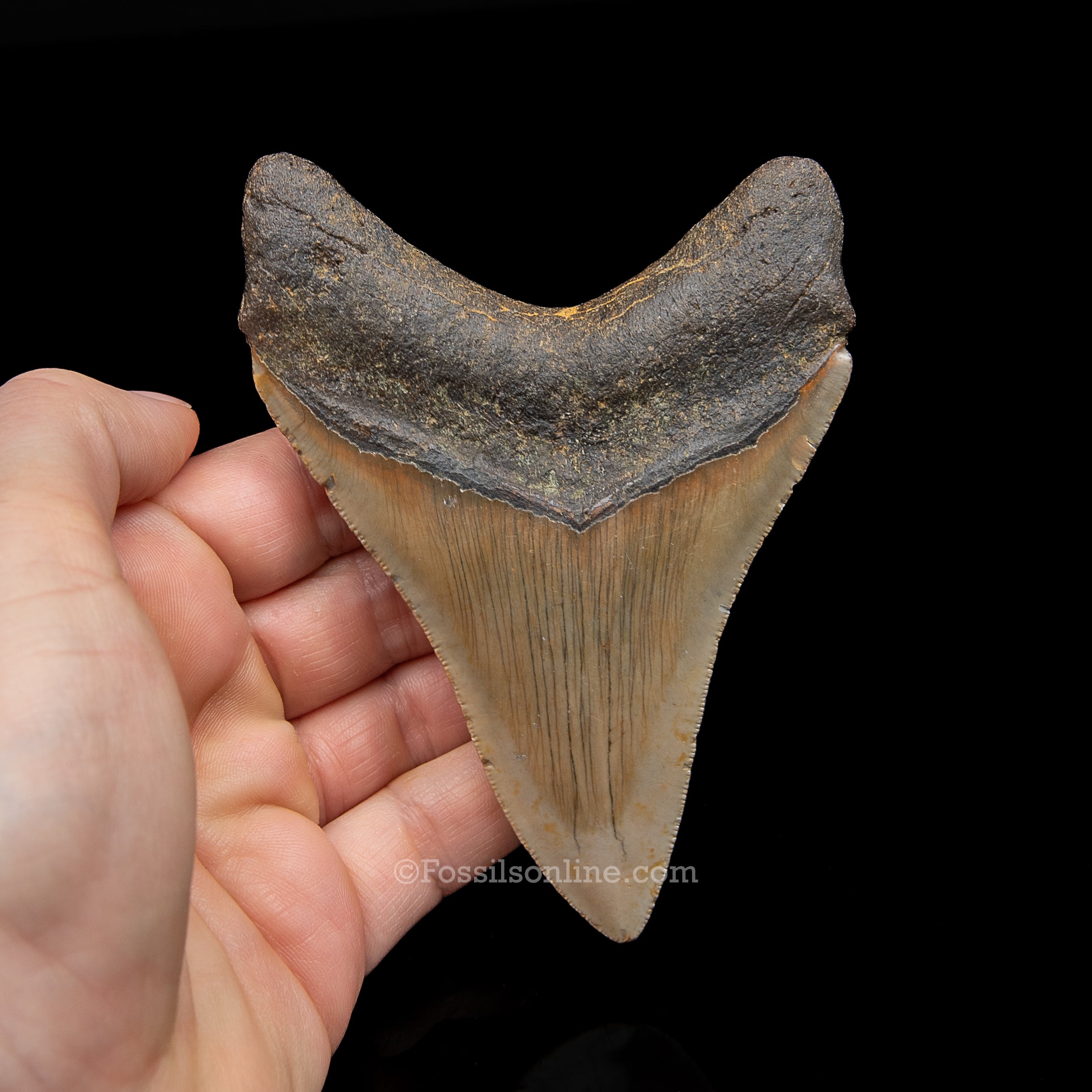 Genuine Prehistoric Fossil Tooth — Meg 4.32", North Carolina