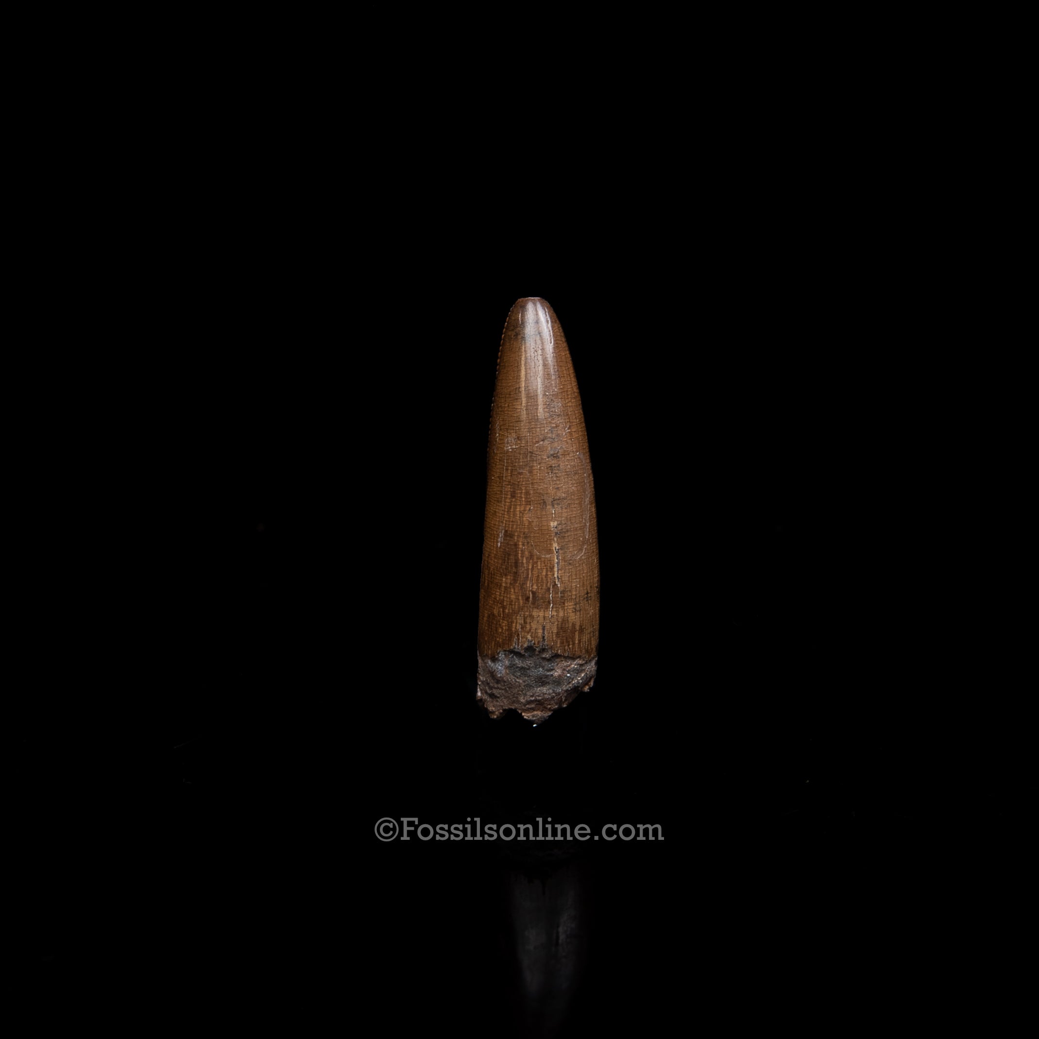 Authentic Nanotyrannus Premax  Lance Formation, Wyoming