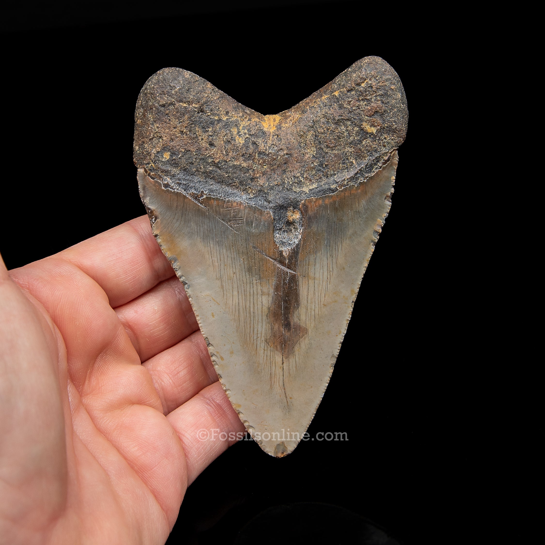 Genuine Prehistoric Fossil Tooth — Meg 4.32", North Carolina
