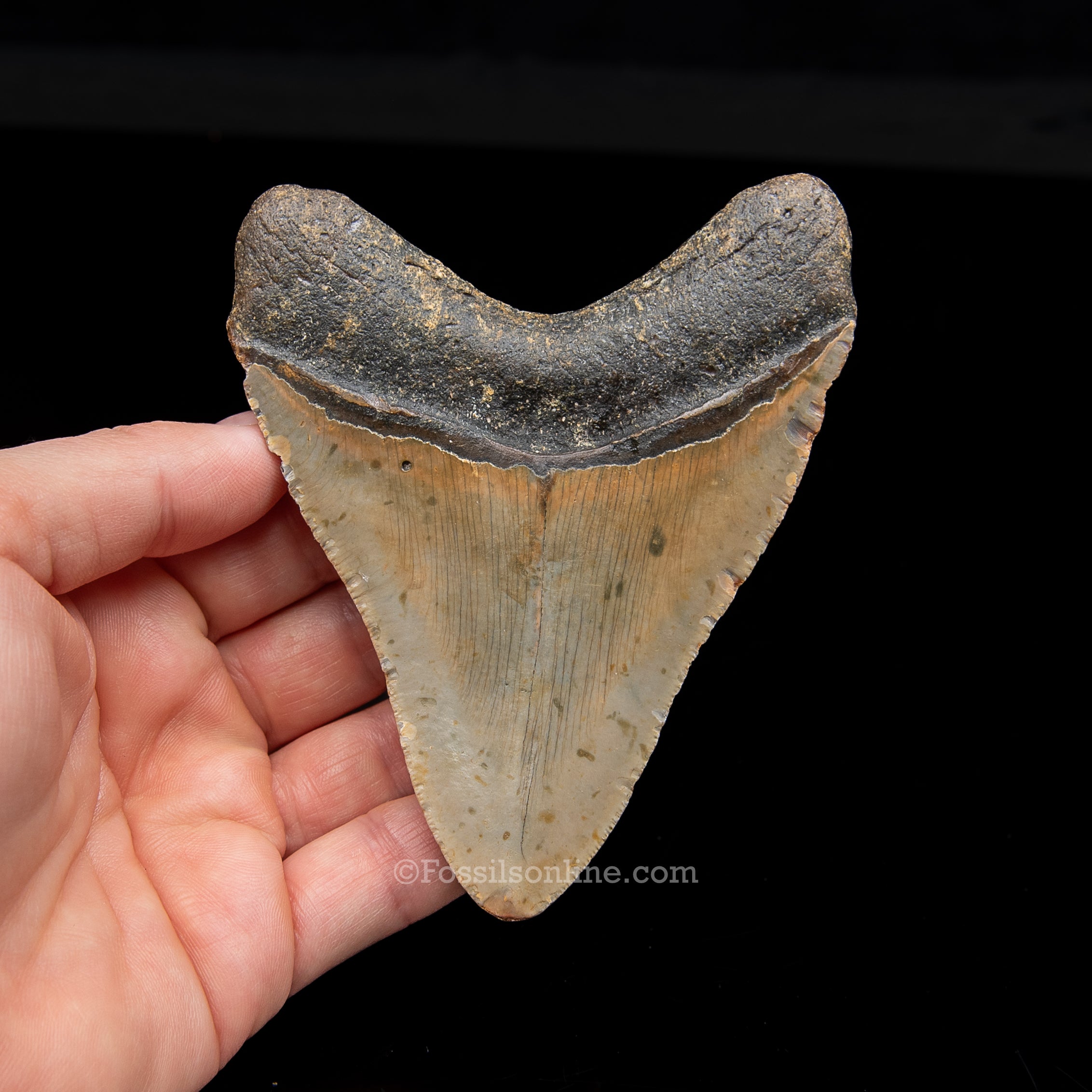 Genuine Prehistoric Fossil Tooth — Meg 4.27", North Carolina
