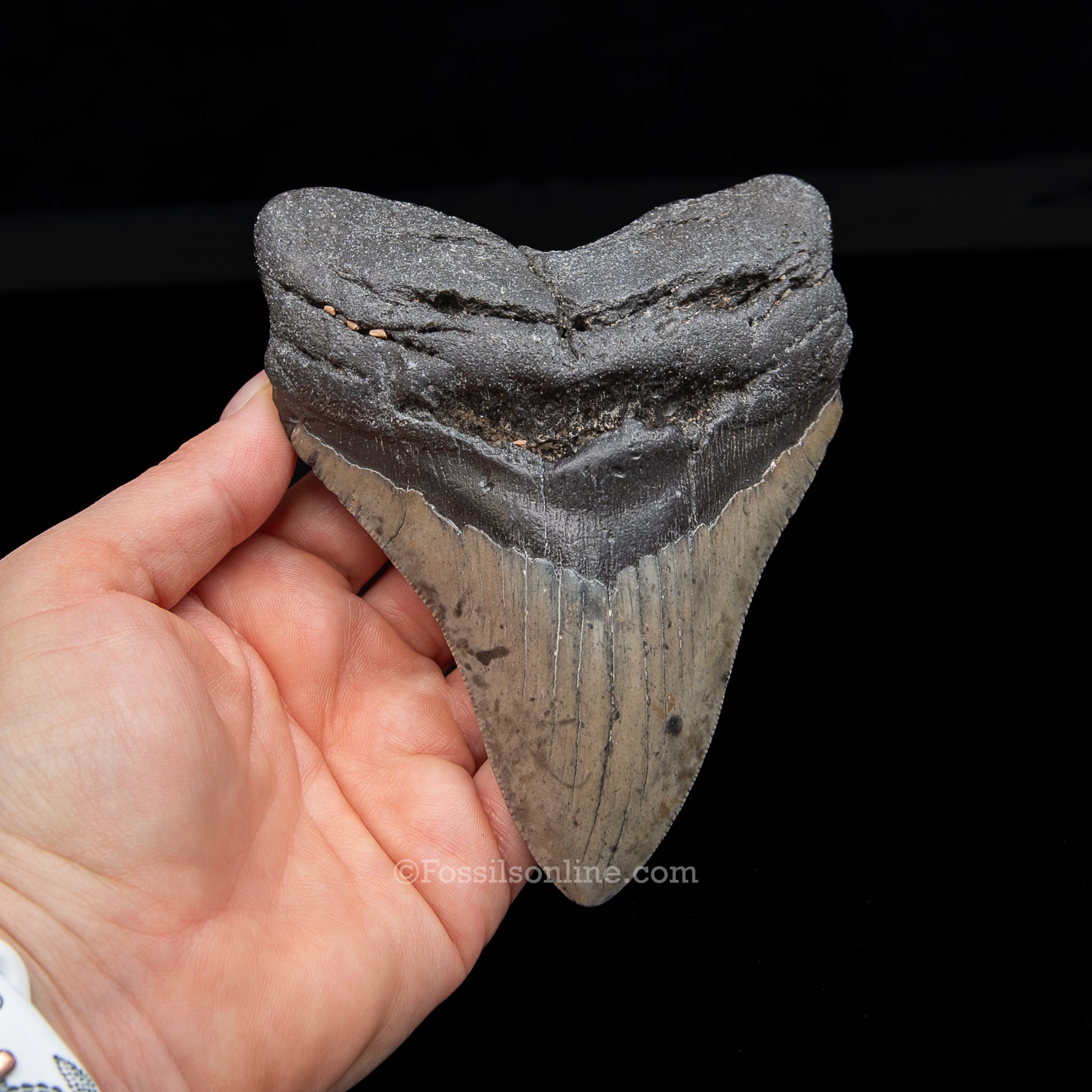 Genuine Prehistoric Fossil Tooth — Meg 5.08", North Carolina