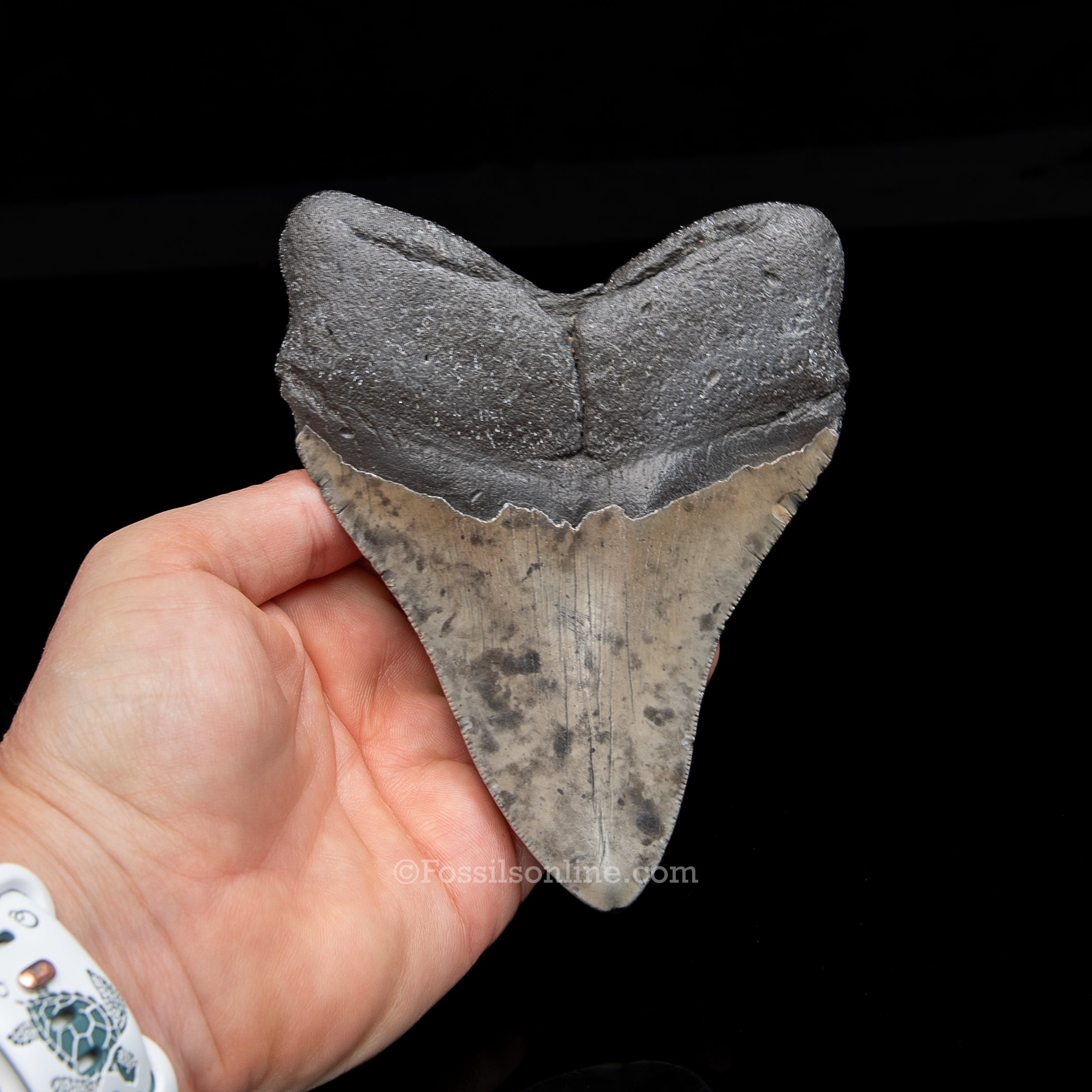 Genuine Prehistoric Fossil Tooth — Meg 5.08", North Carolina