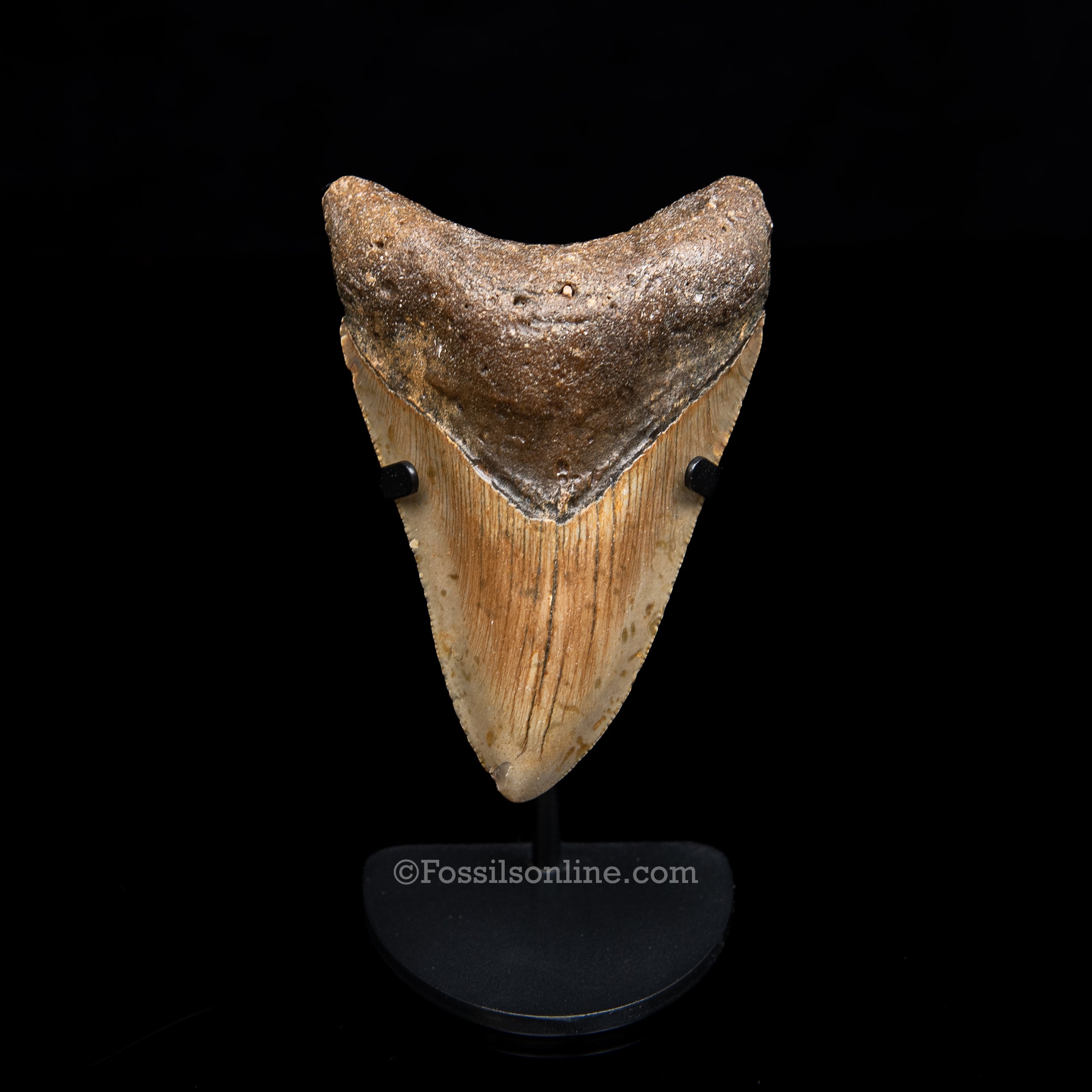 Genuine Prehistoric Fossil Tooth — Meg 4.02", North Carolina