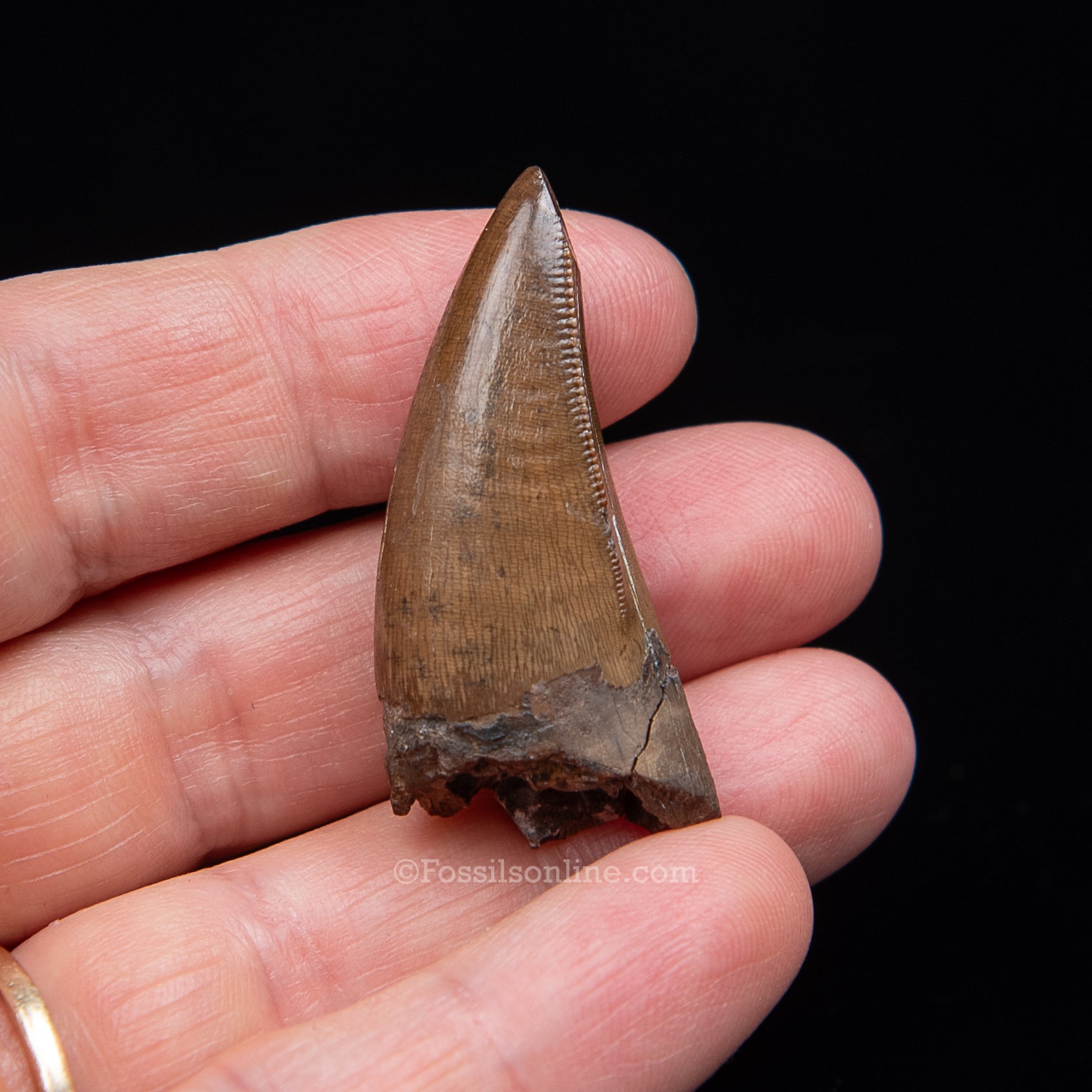 Authentic Nanotyrannus Premax  Lance Formation, Wyoming