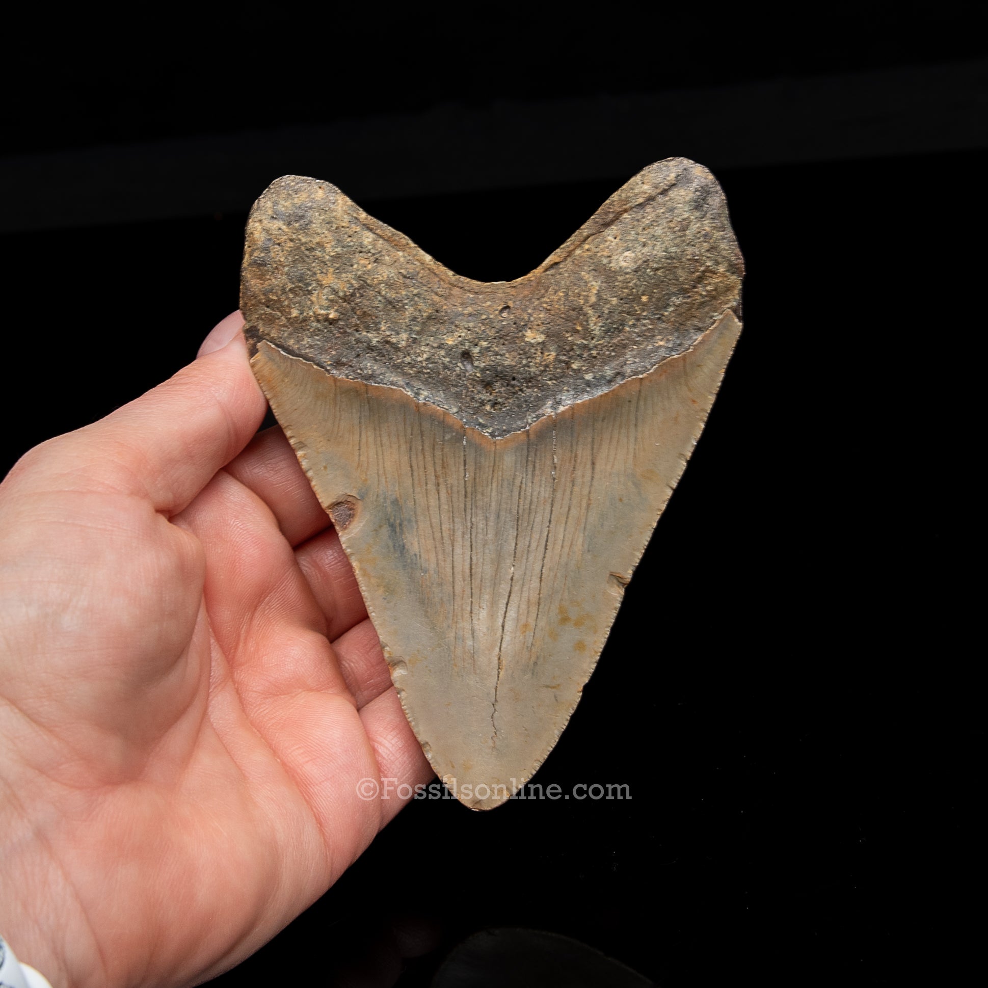 Genuine Prehistoric Fossil Tooth — Meg 4.54", North Carolina