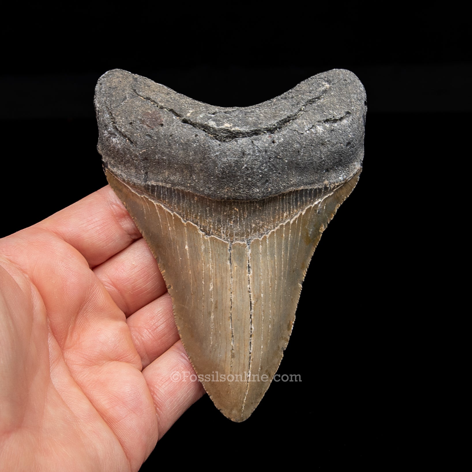 Genuine Prehistoric Fossil Tooth — Meg 4.50", North Carolina