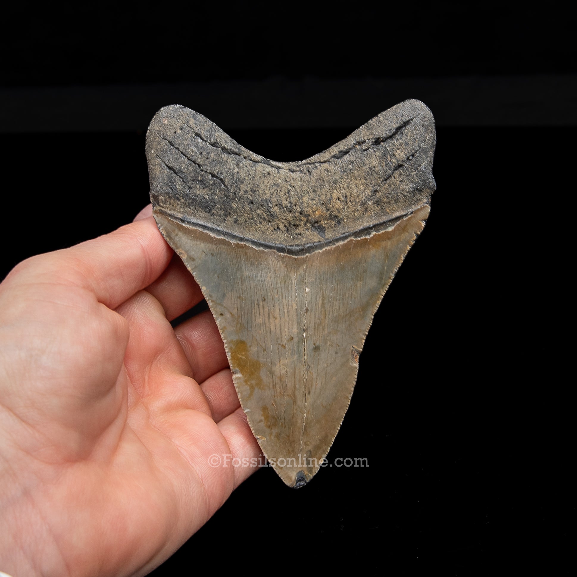 Genuine Prehistoric Fossil Tooth — Meg 4.50", North Carolina