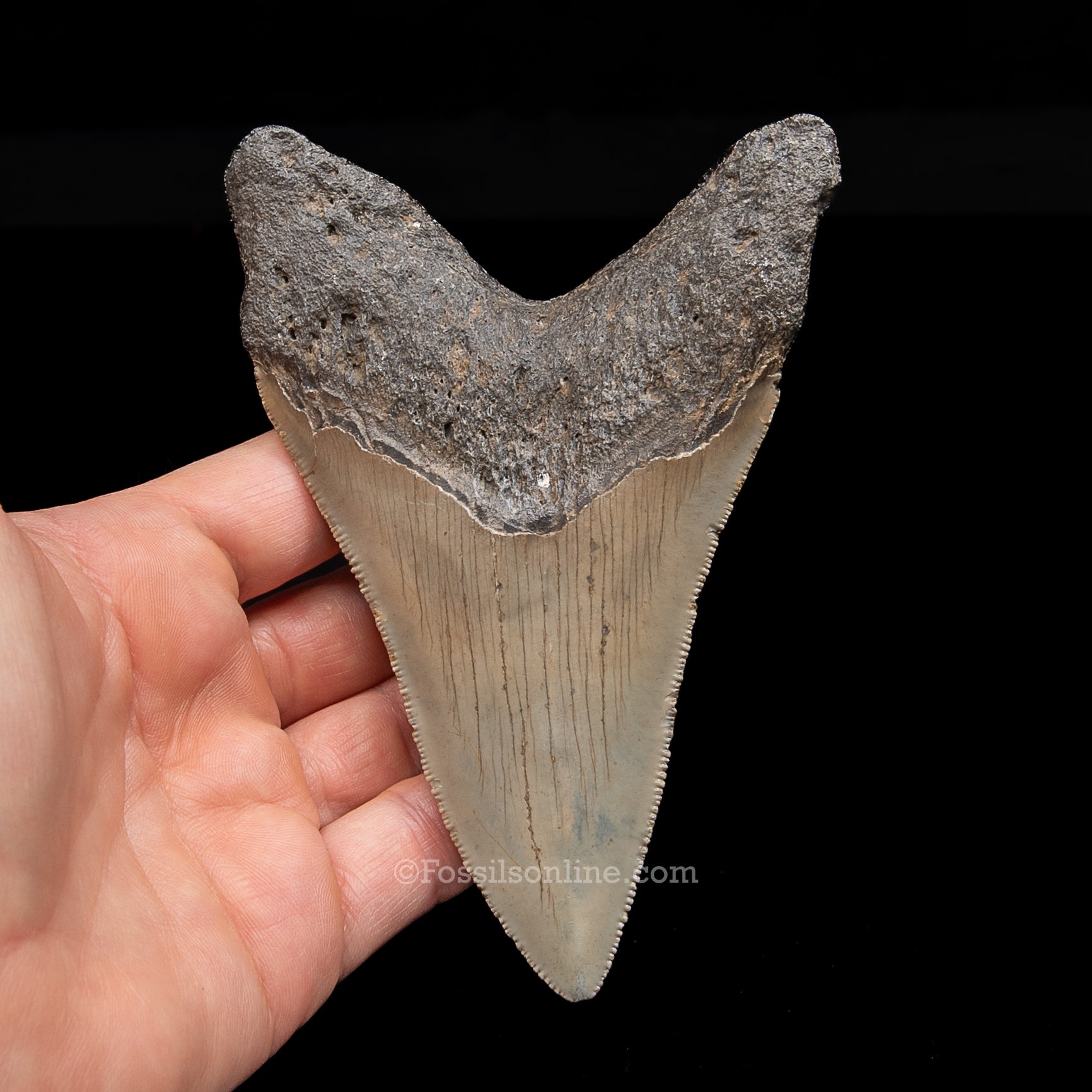 Genuine Prehistoric Fossil Tooth — Meg 4.95", North Carolina