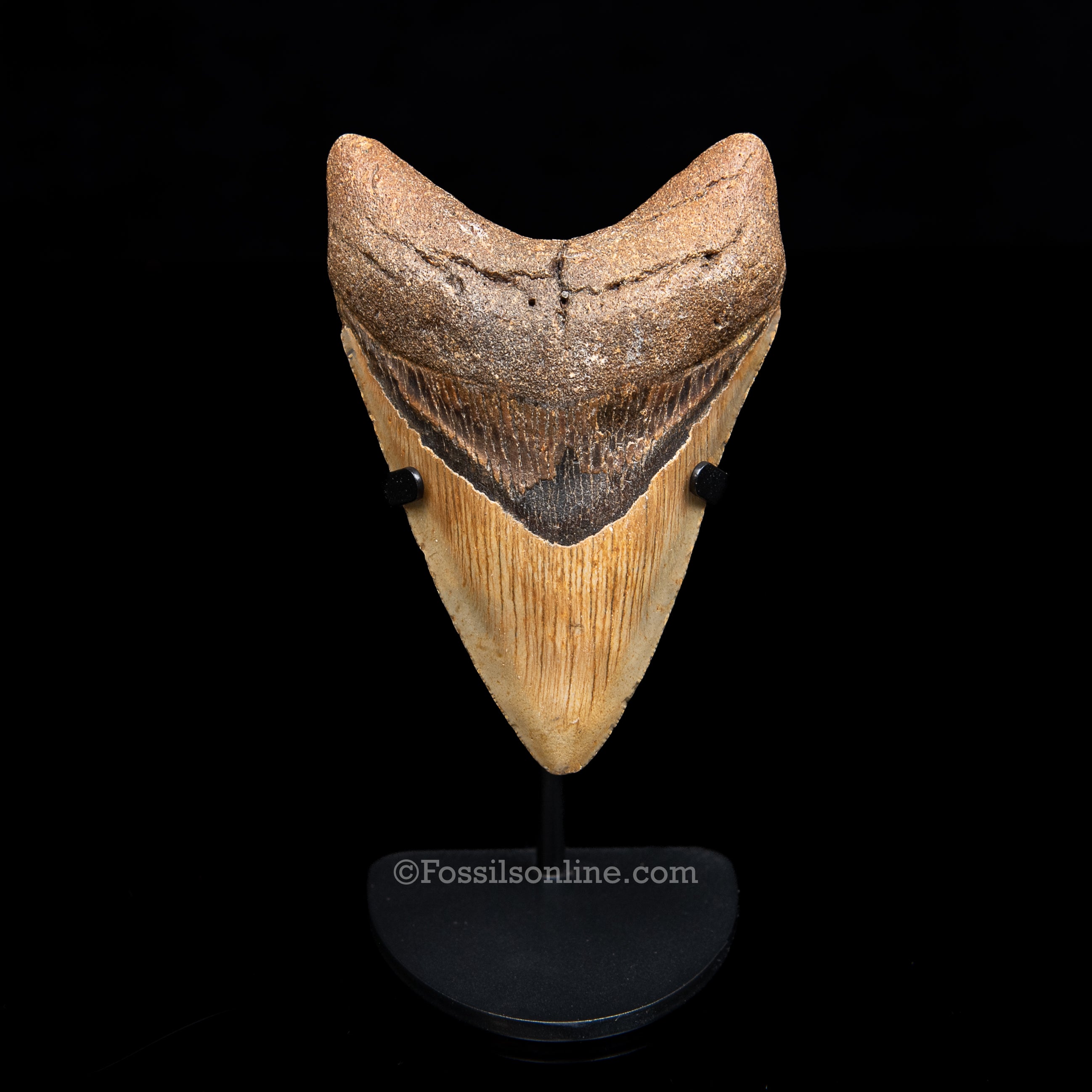Genuine Prehistoric Fossil Tooth — Meg 4.07", North Carolina
