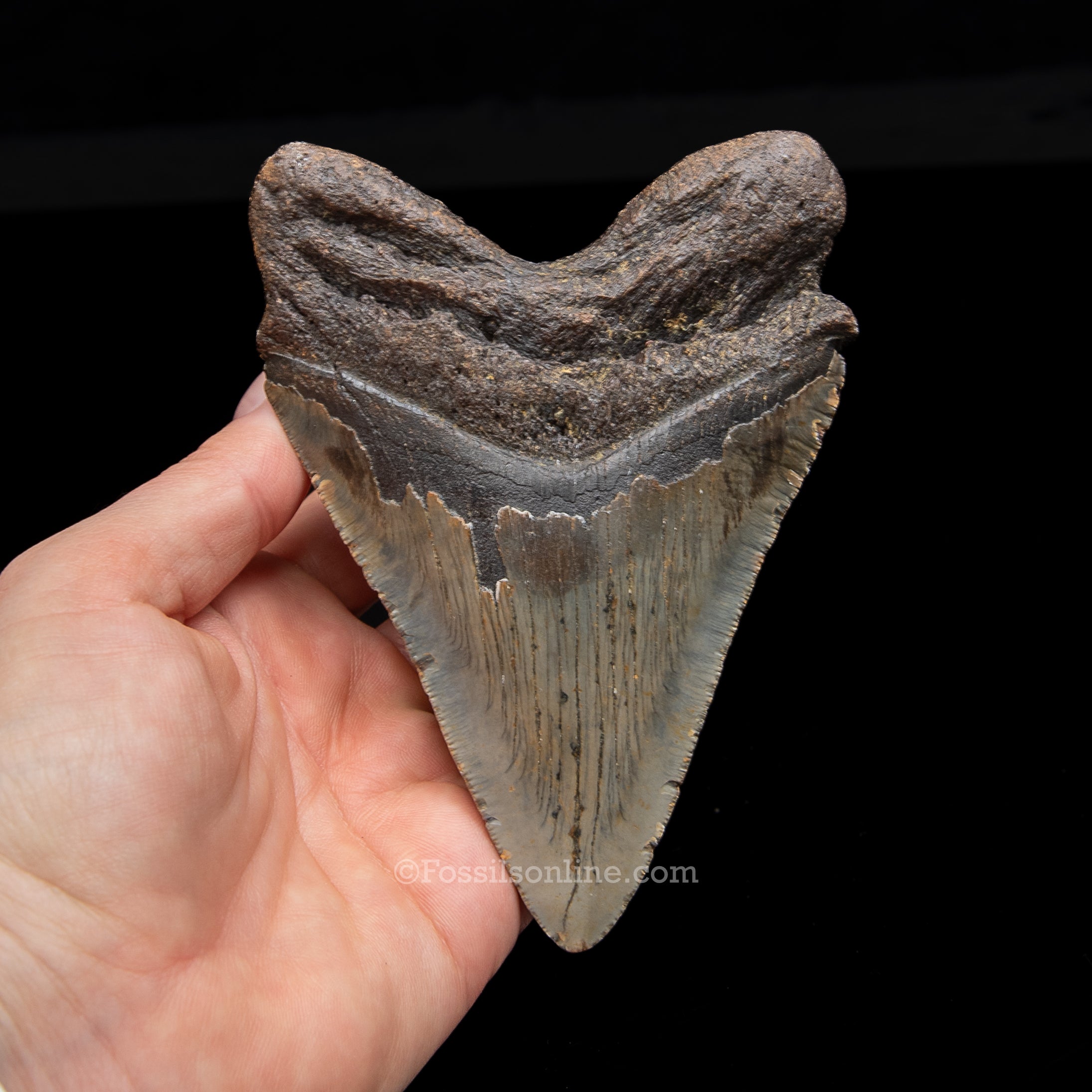 Genuine Prehistoric Fossil Tooth — Meg 4.85", North Carolina