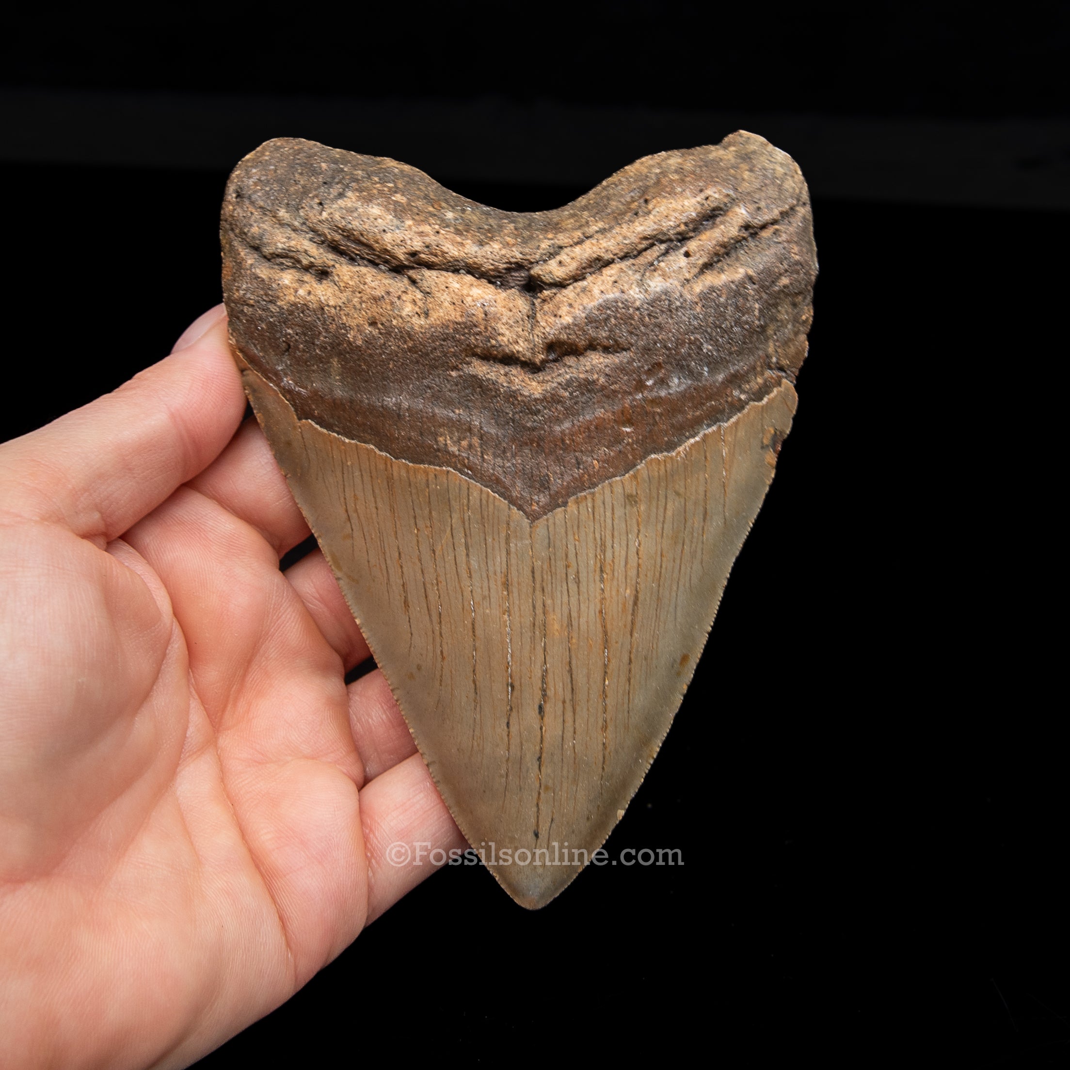 Genuine Prehistoric Fossil Tooth — Meg 5.05", North Carolina
