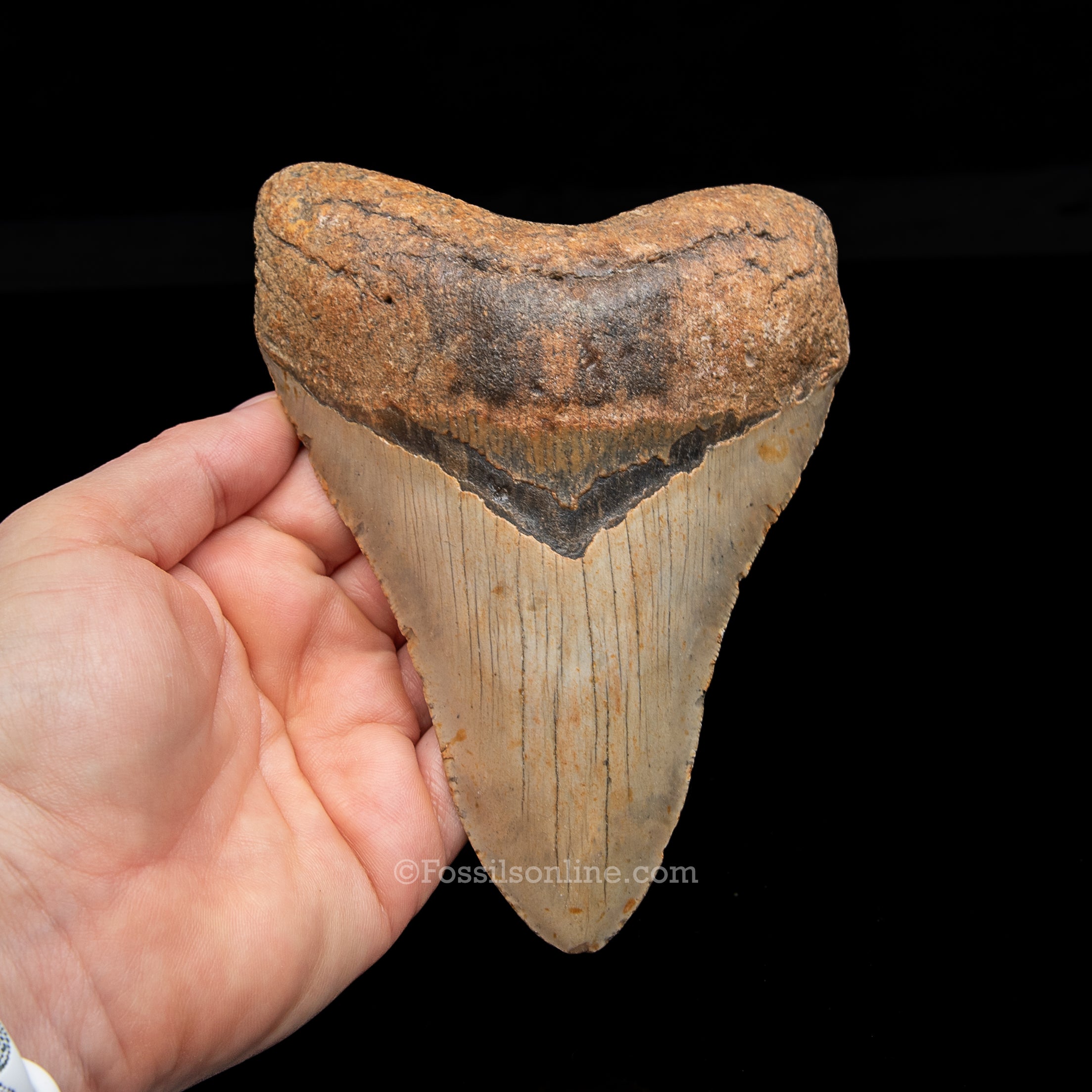 Genuine Prehistoric Fossil Tooth — Meg 5.61", North Carolina