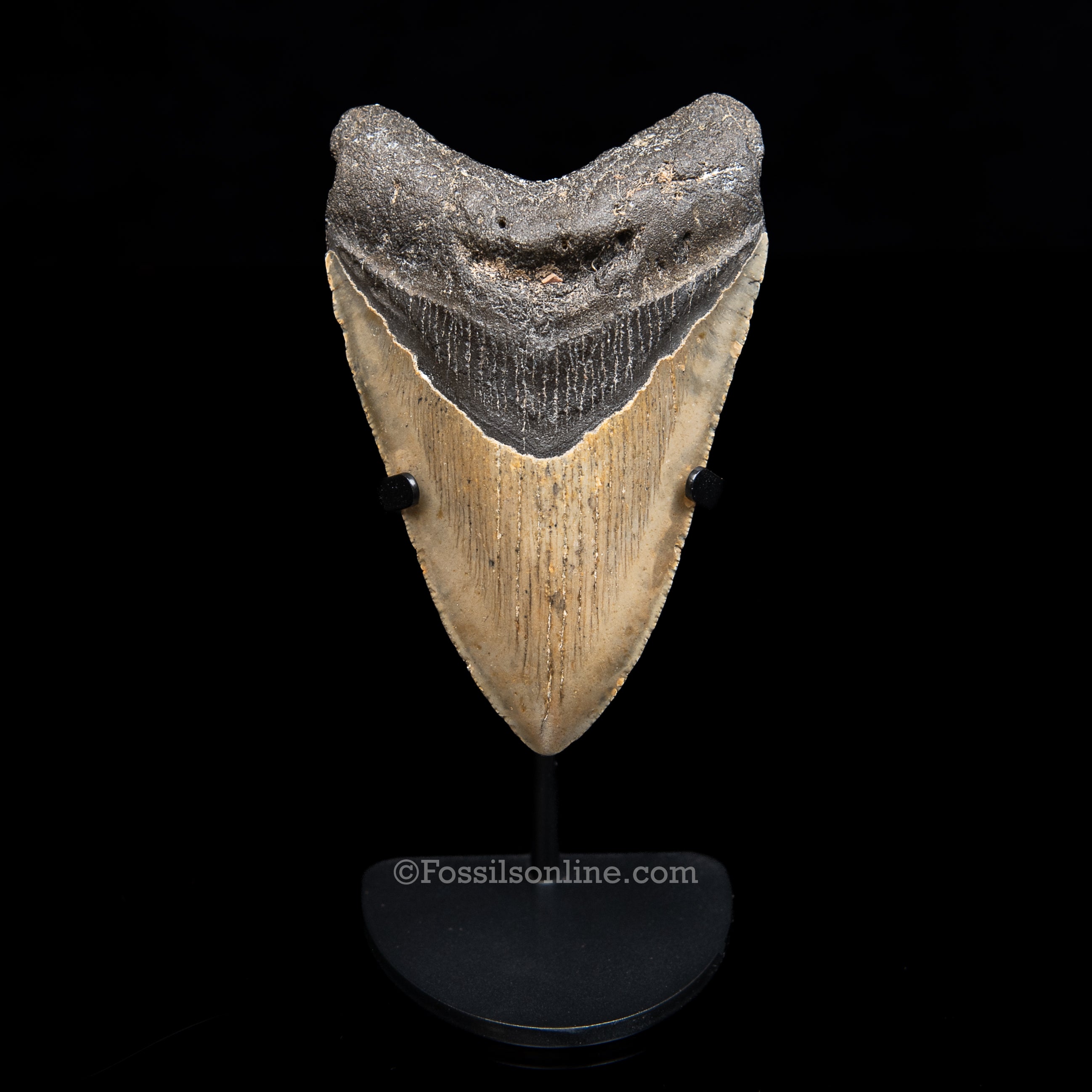 Genuine Prehistoric Fossil Tooth — Meg 4.15", North Carolina