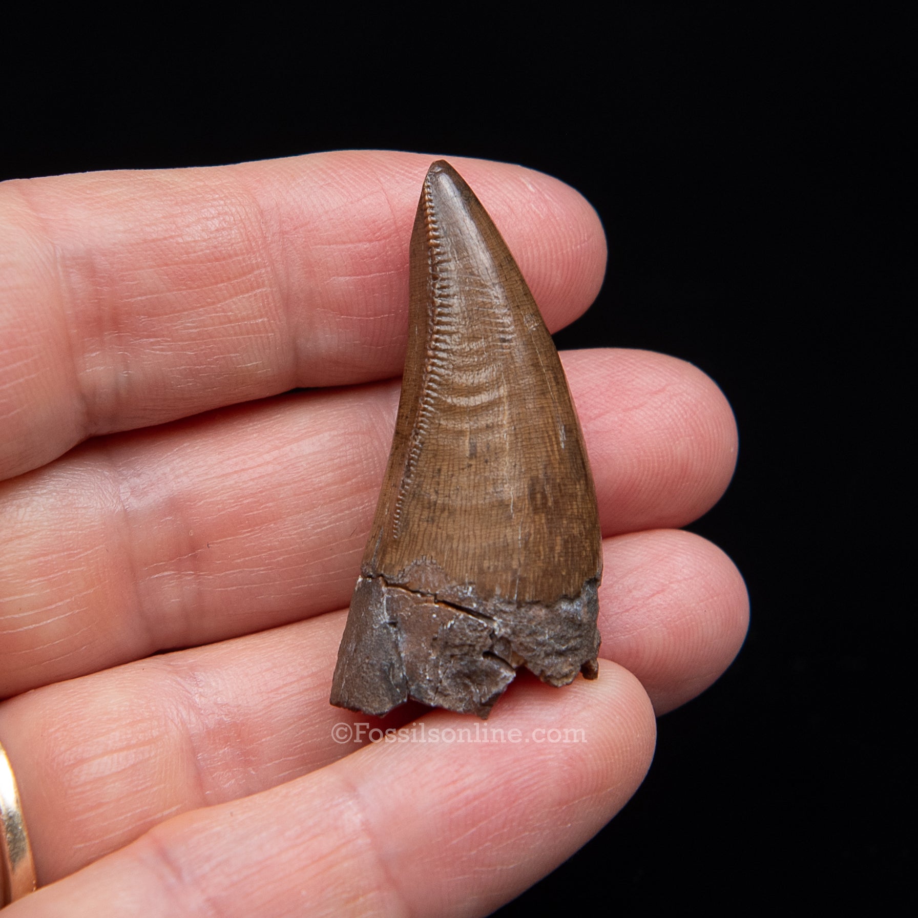 Authentic Nanotyrannus Premax  Lance Formation, Wyoming