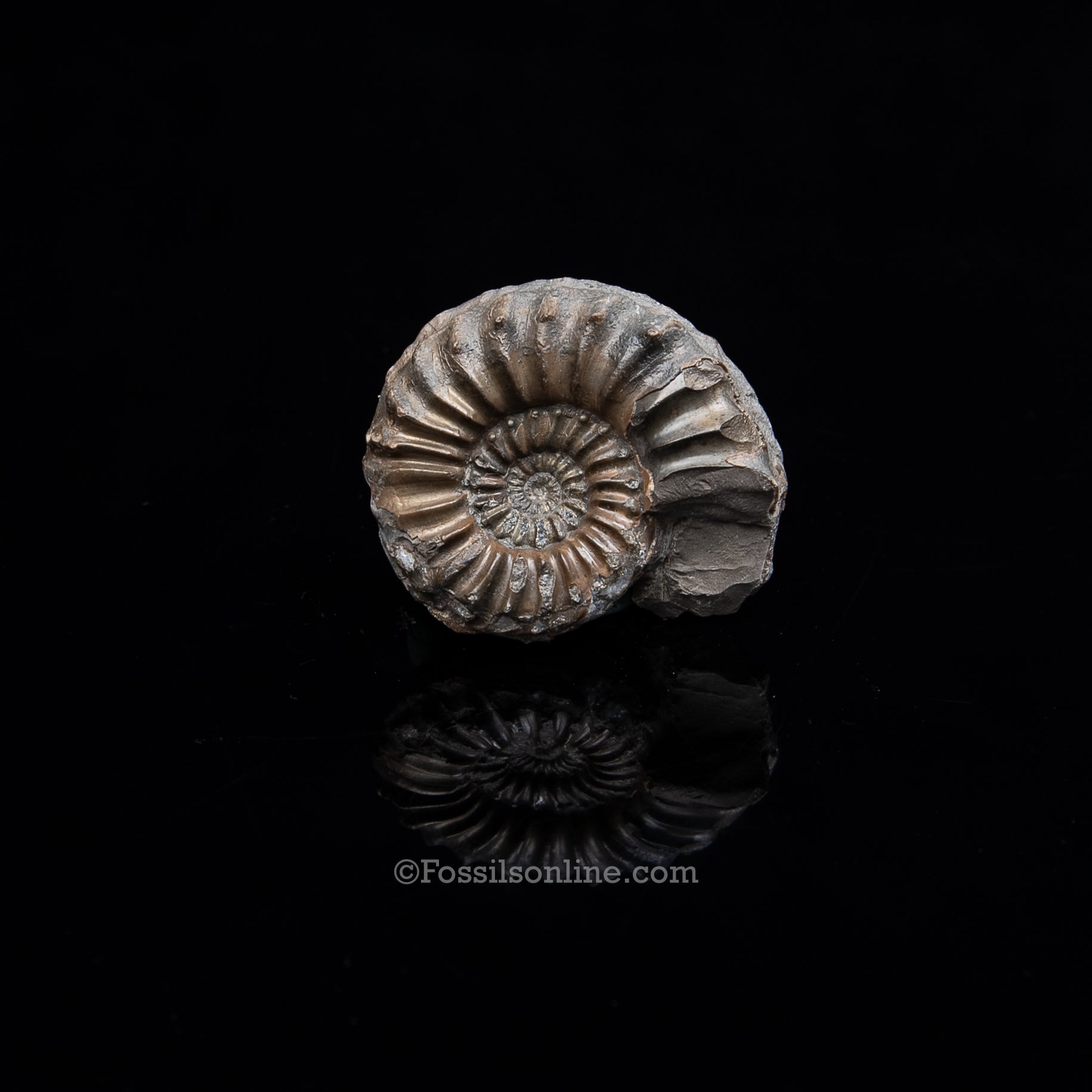 Fossil Pyritized Ammonite  Pleuroceras Jurassic Germany