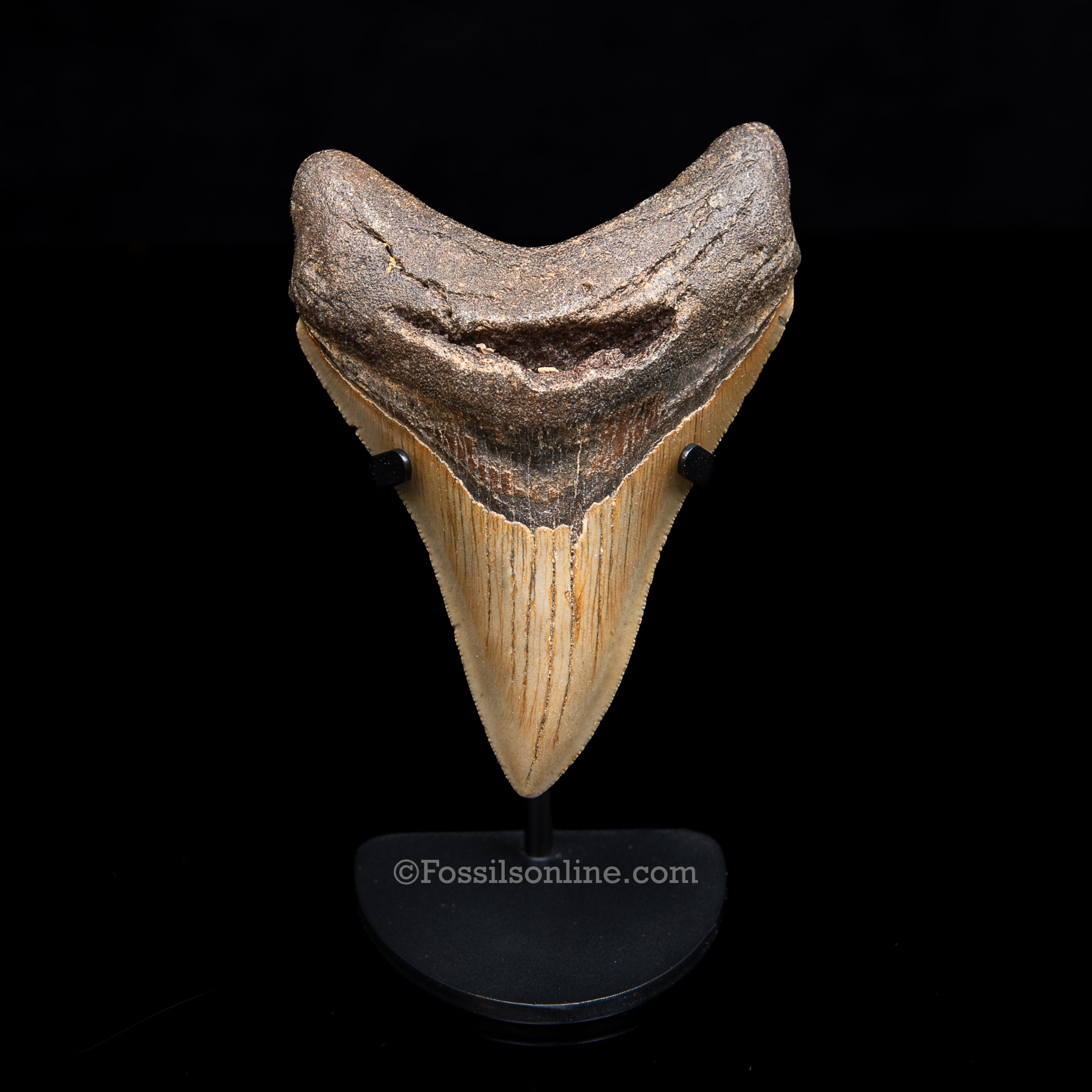 Genuine Prehistoric Fossil Tooth — Meg 4.32", North Carolina