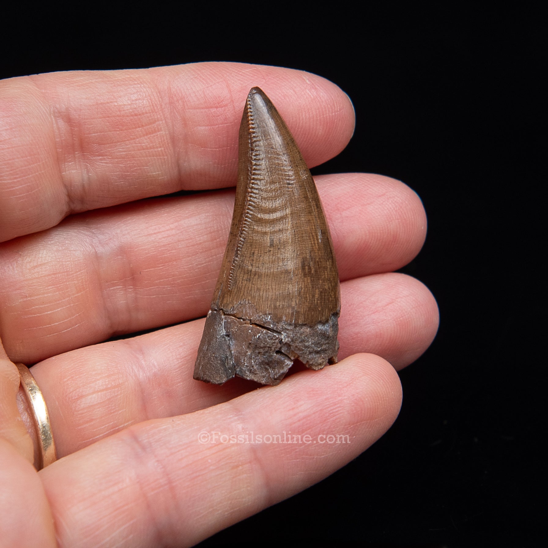 Authentic Nanotyrannus Premax  Lance Formation, Wyoming