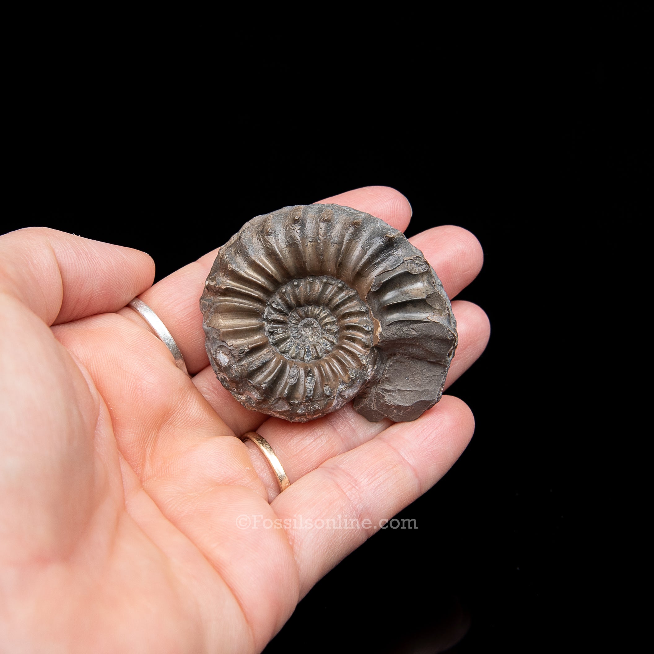 Fossil Pyritized Ammonite  Pleuroceras Jurassic Germany
