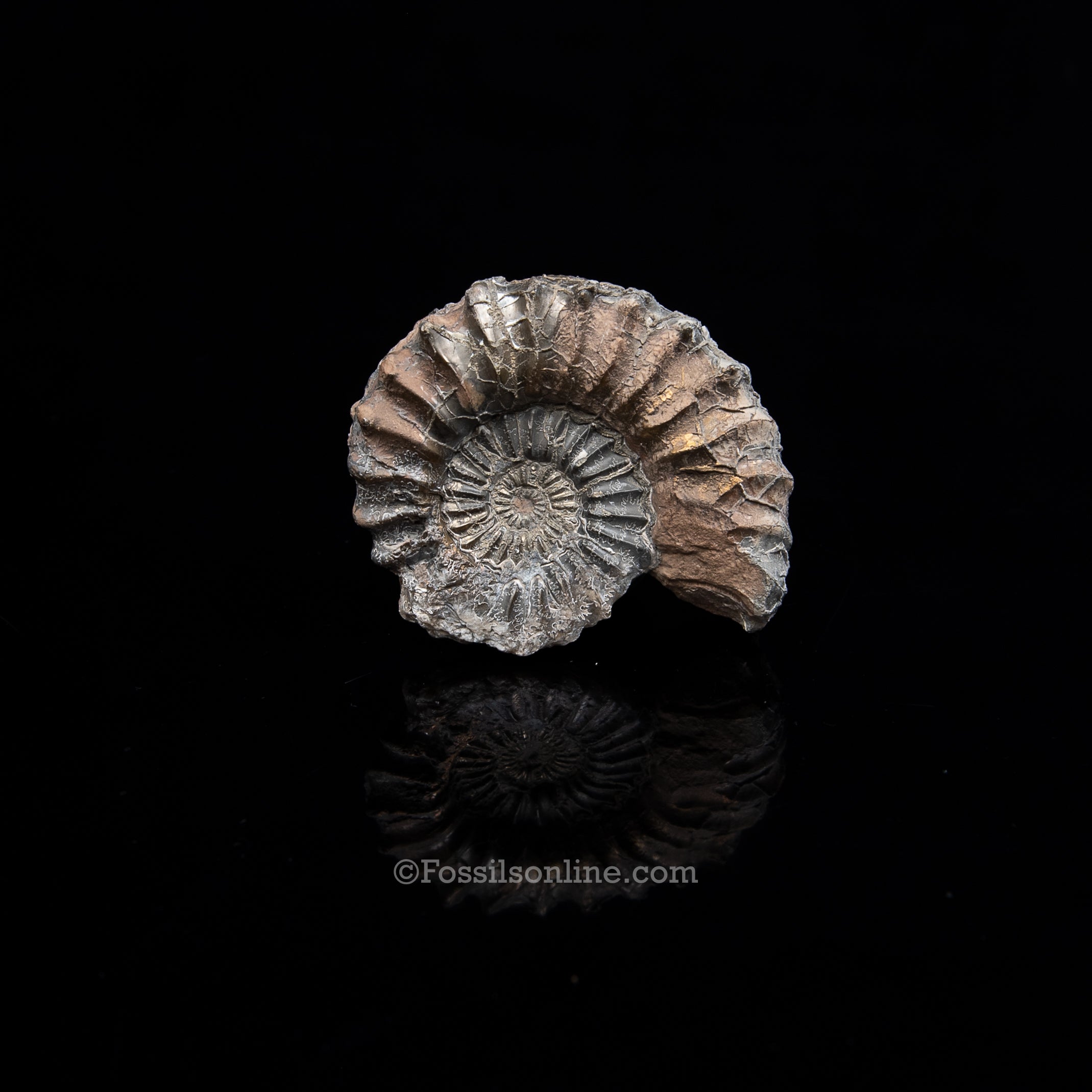 Fossil Pyritized Ammonite  Pleuroceras Jurassic Germany